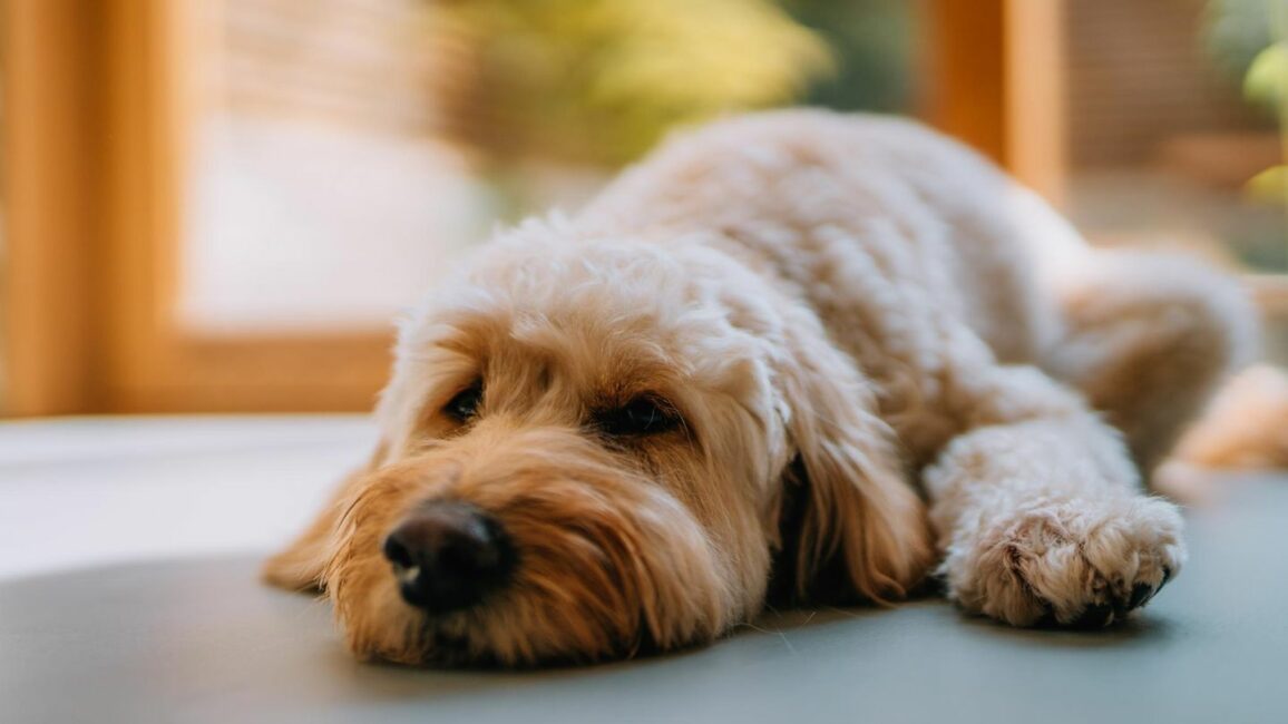 Tierschutz: So lange dürfen Hunde alleine bleiben