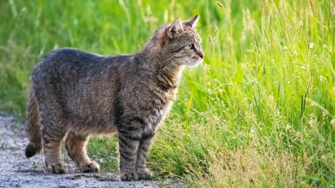 Besonderheit im Körperbau: Warum Katzen einen kleinen Schwabbelbauch haben