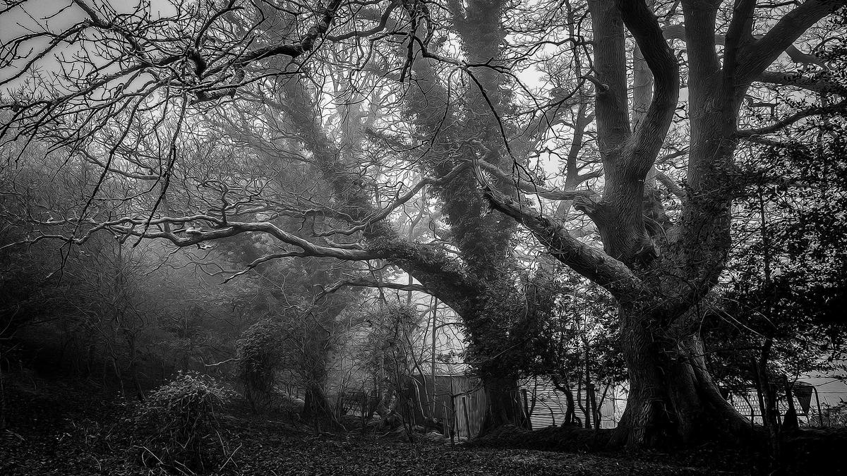 Detailansicht: 2026 Winter Olympics Freestyle Skiing