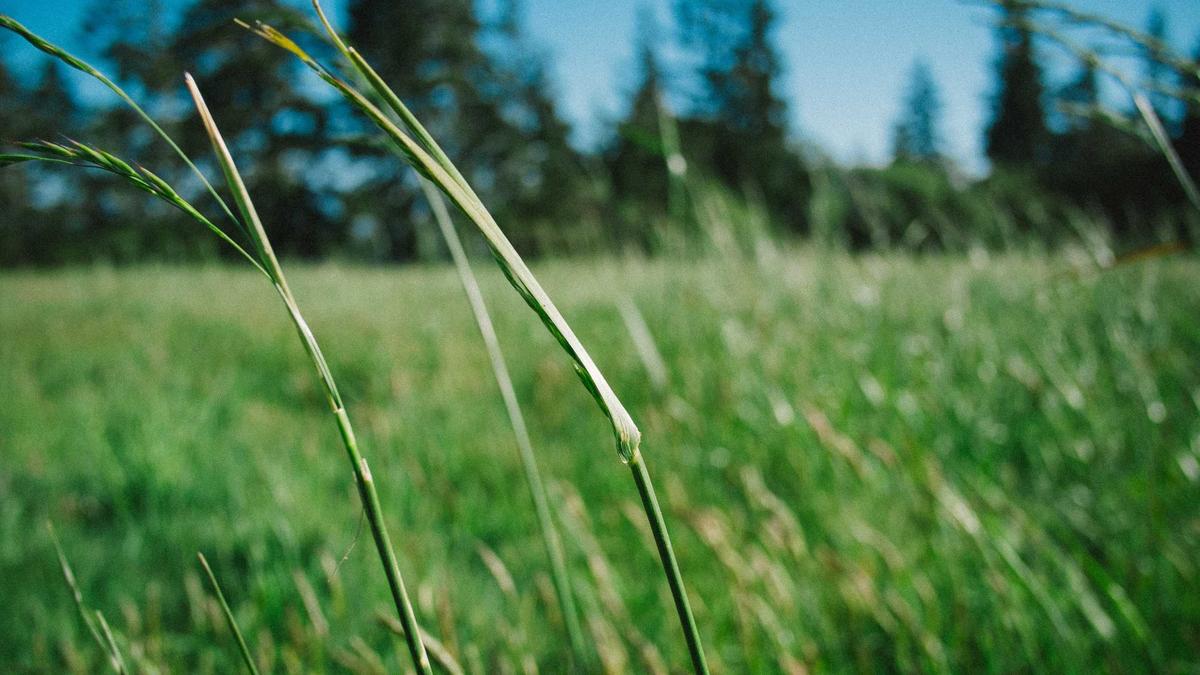 Illustration zu AFD Richterspruch