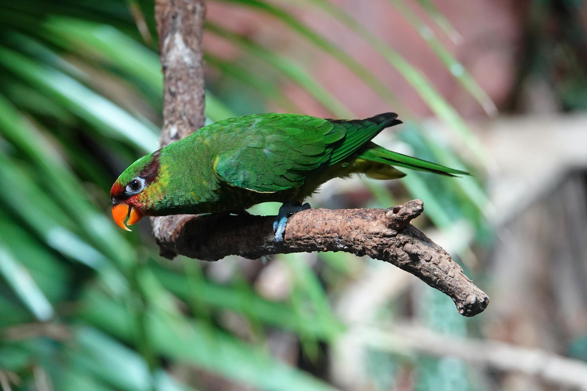 Symbolbild zum Thema AFD Sachsen Anhalt
