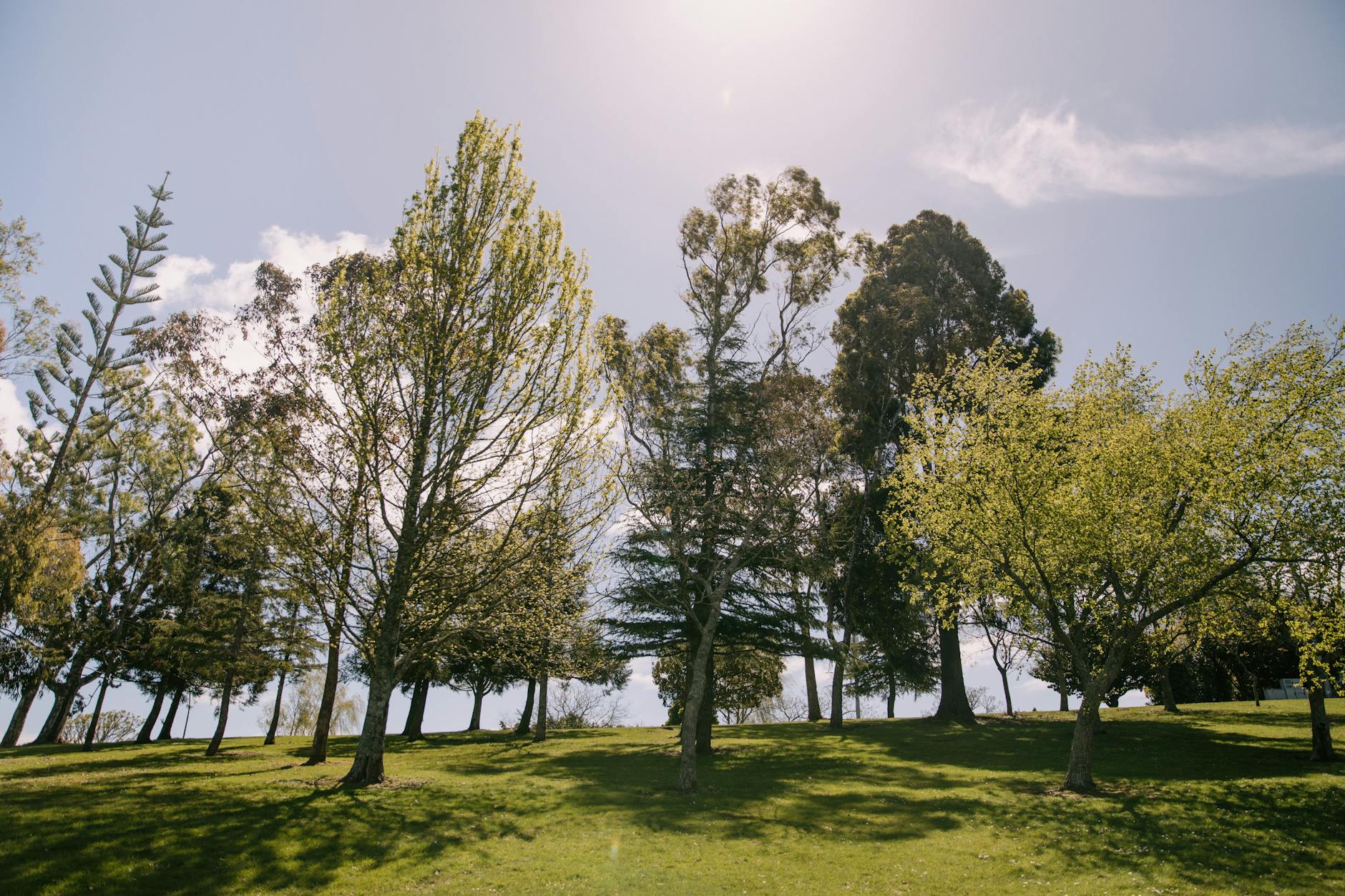 Illustration zu Afghanistan VS New Zealand