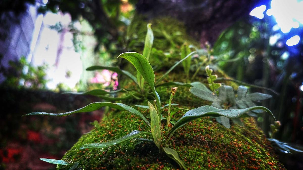 Symbolbild zum Thema Ampel Abschaffung Gesetze