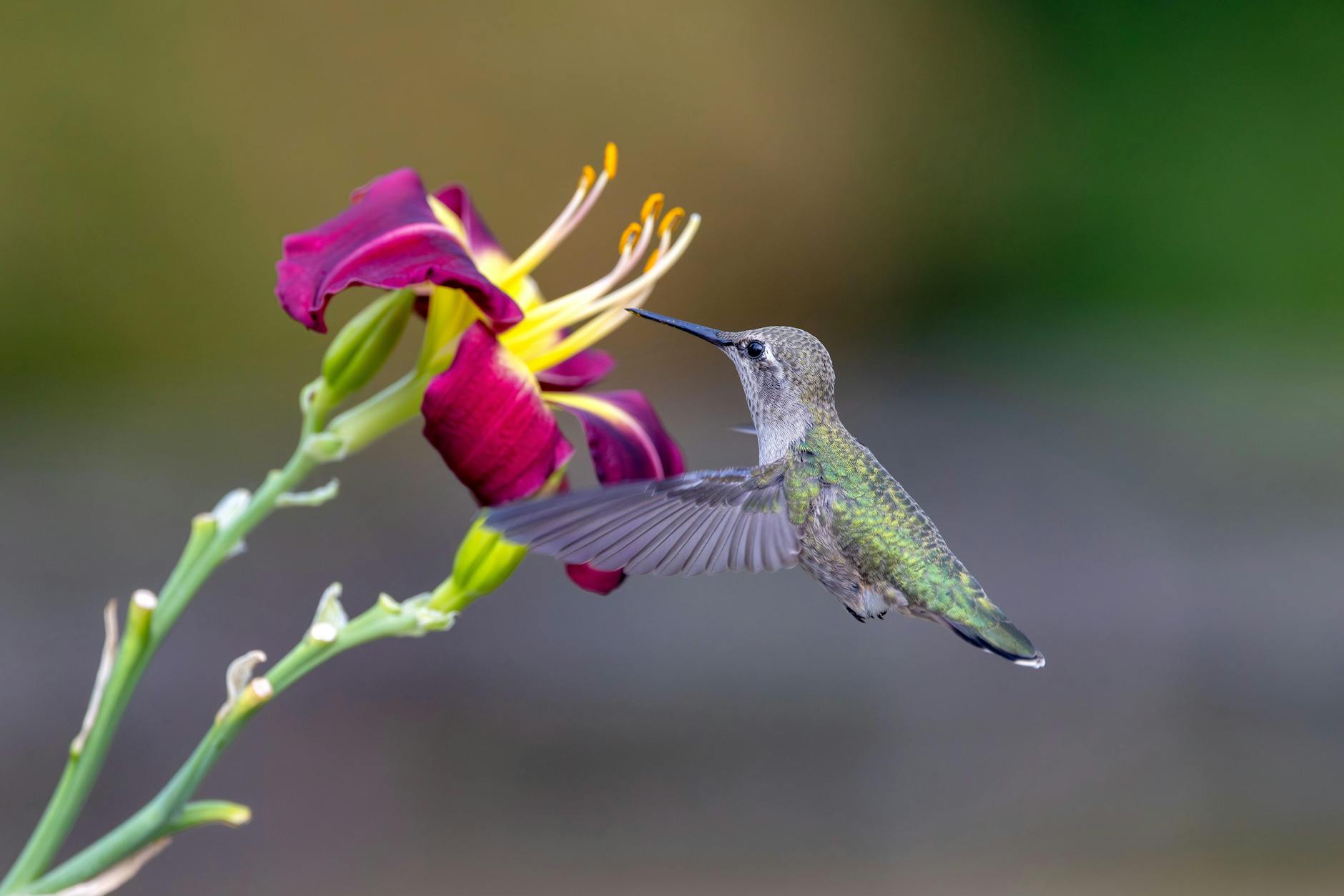 Detailansicht: Anna Berreiter