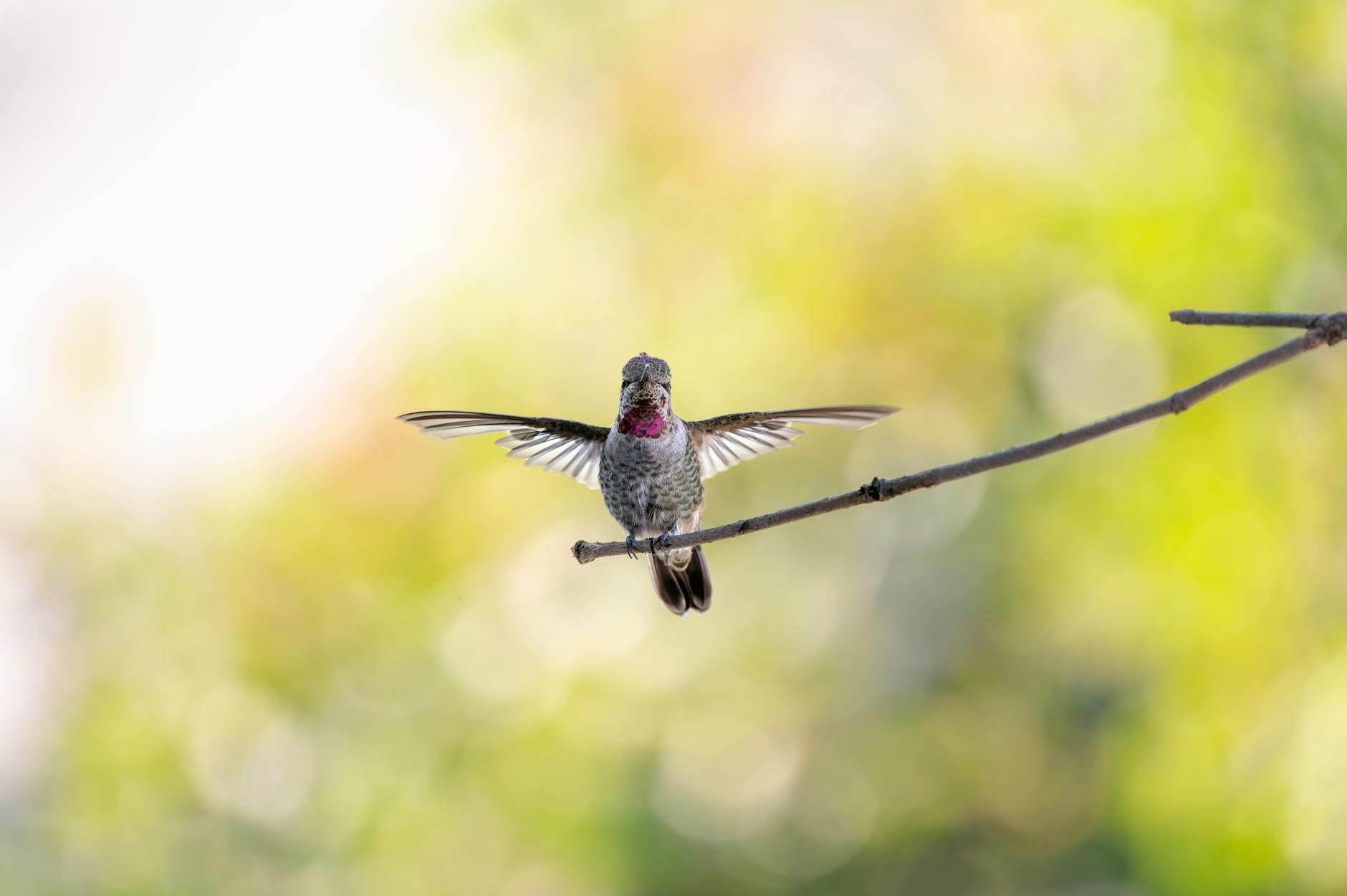 Detailansicht: Anna Gasser