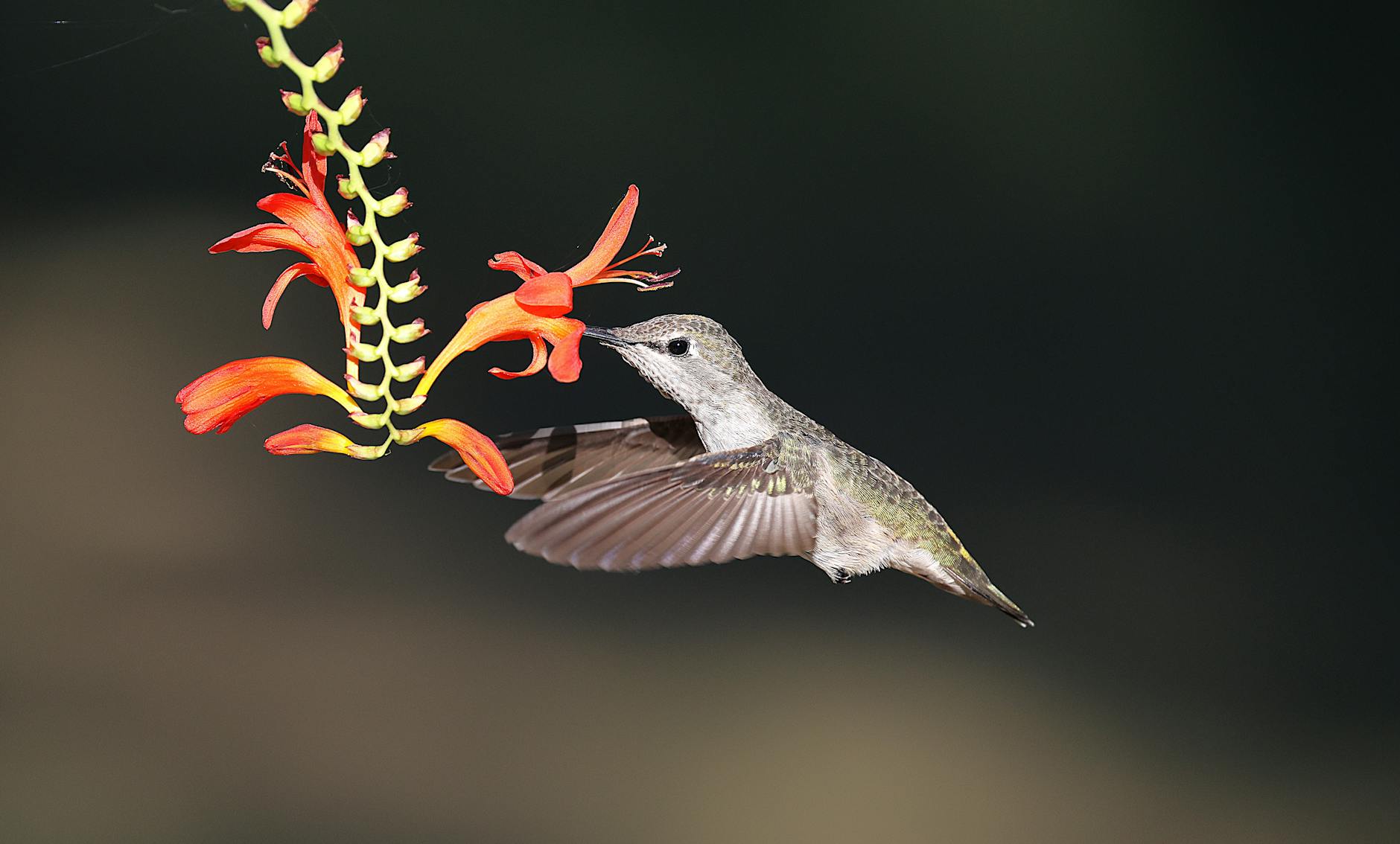 Illustration zu Anna Netrebko