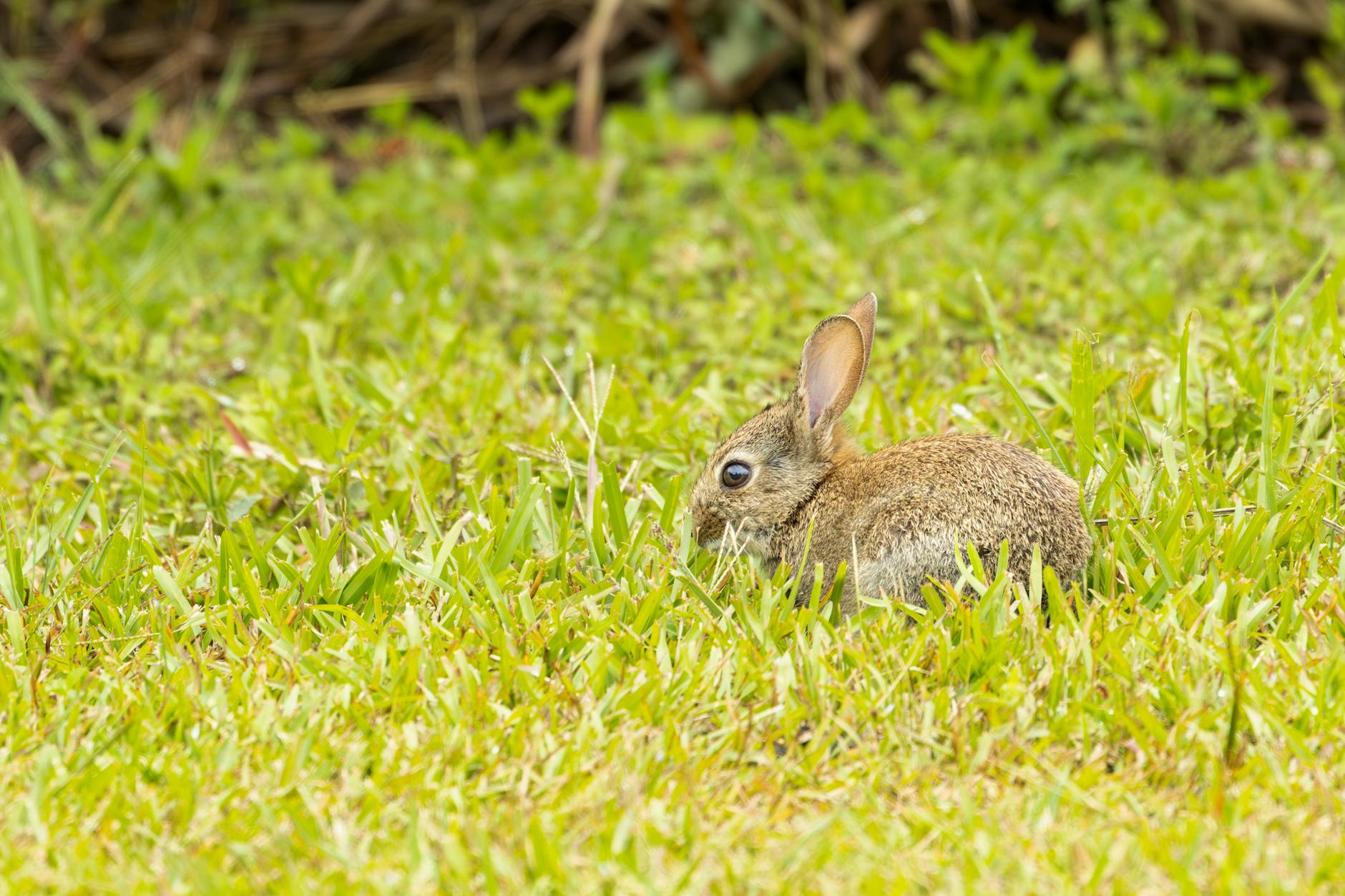 Detailansicht: Bad Bunny