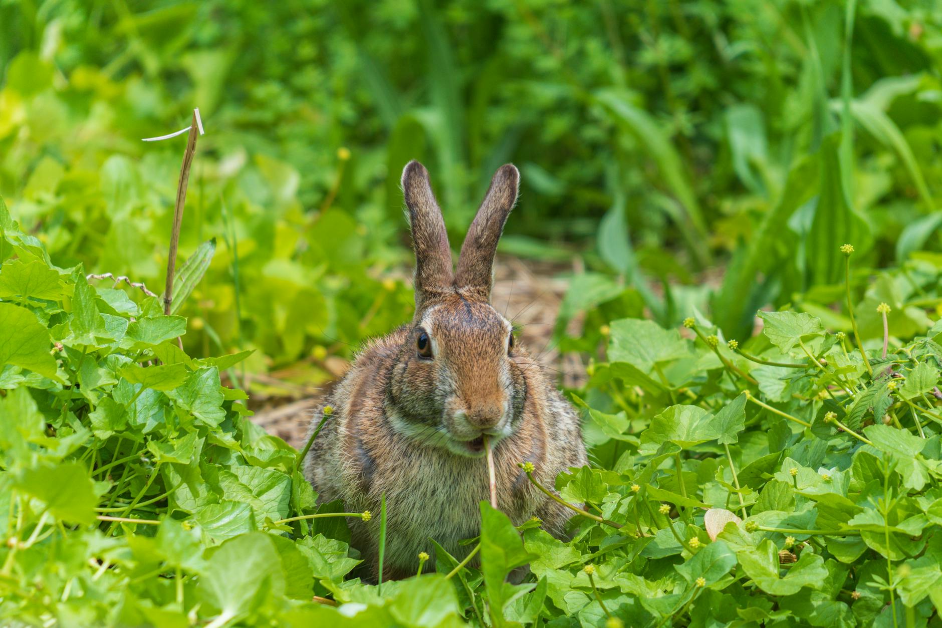 Detailansicht: Bad Bunny Super Bowl