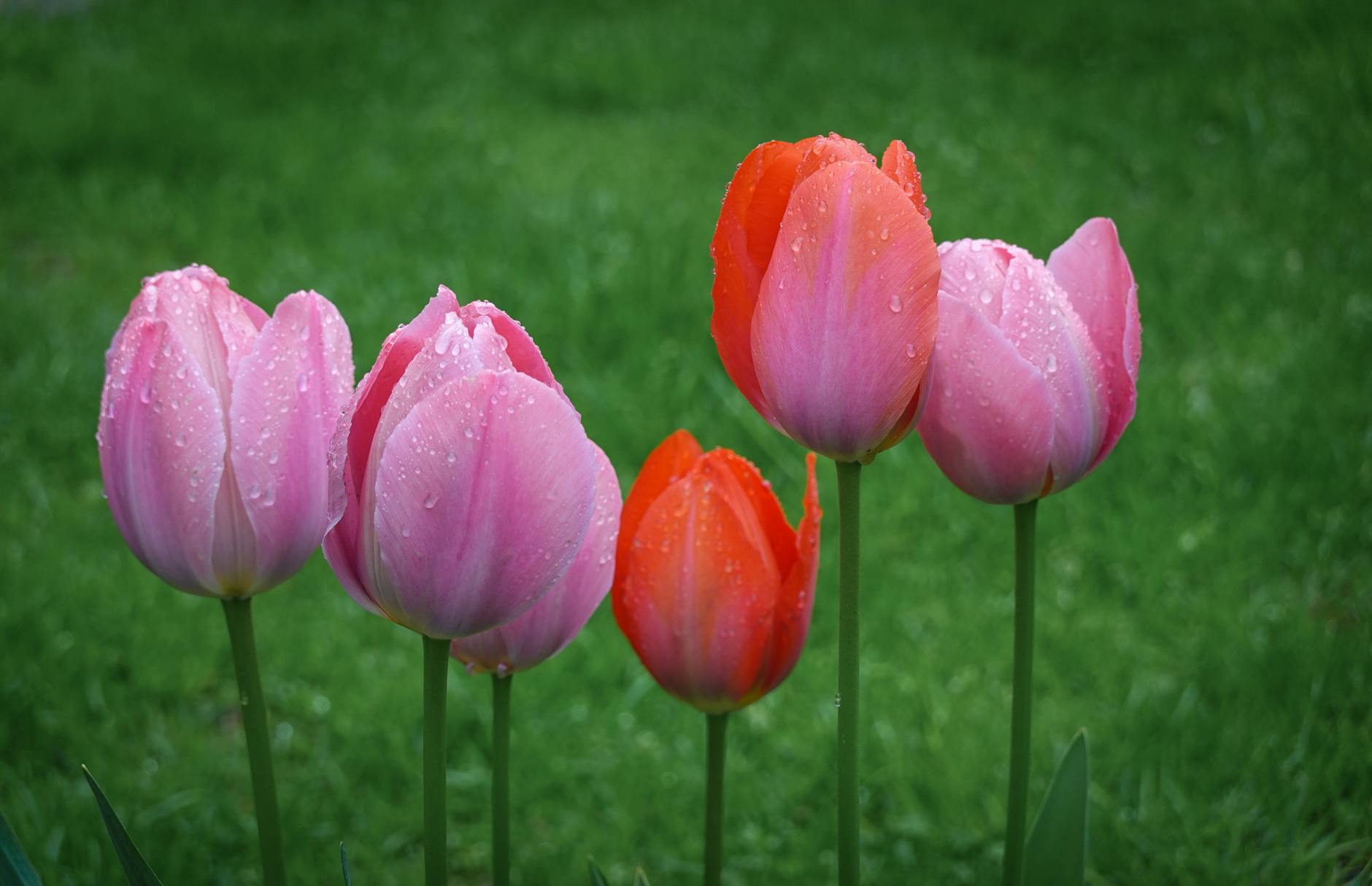 Detailansicht: Blumen Valentinstag