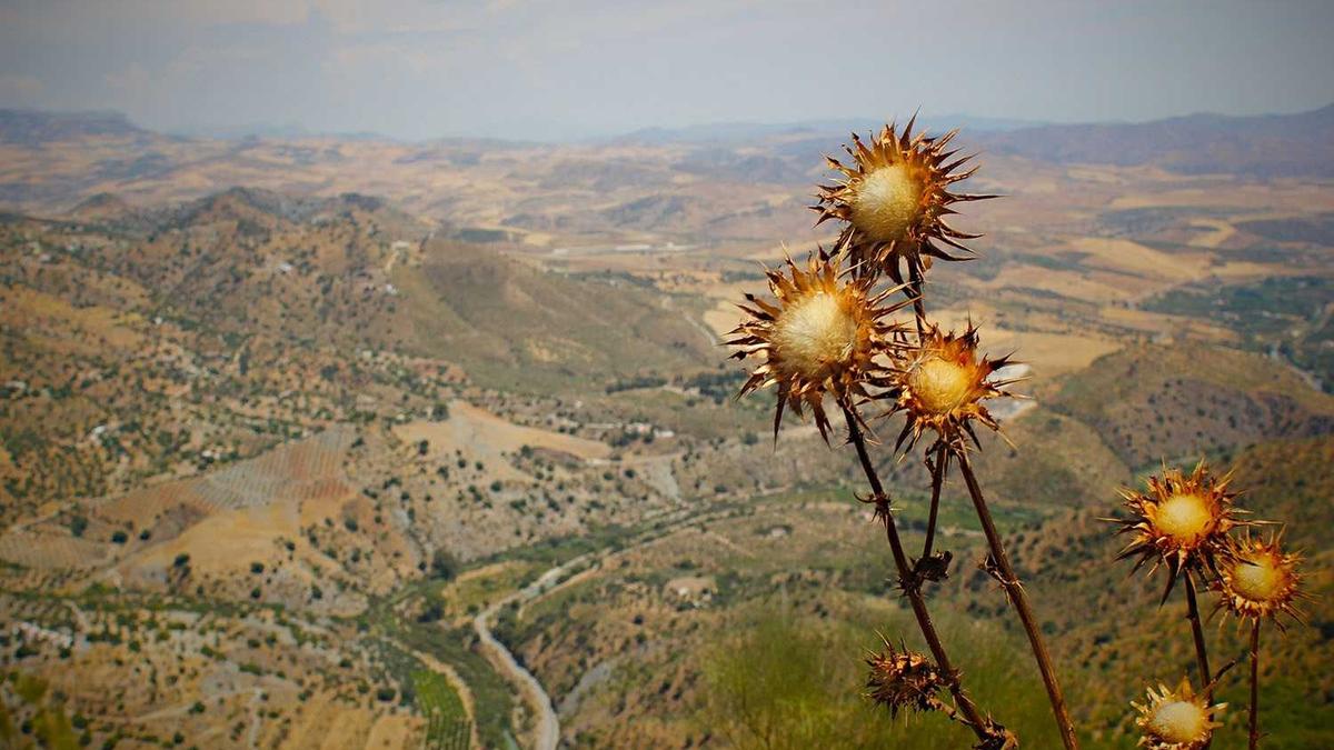 Symbolbild zum Thema Carlo Conti