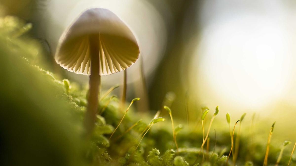 Illustration zu Chinesisches Neujahr