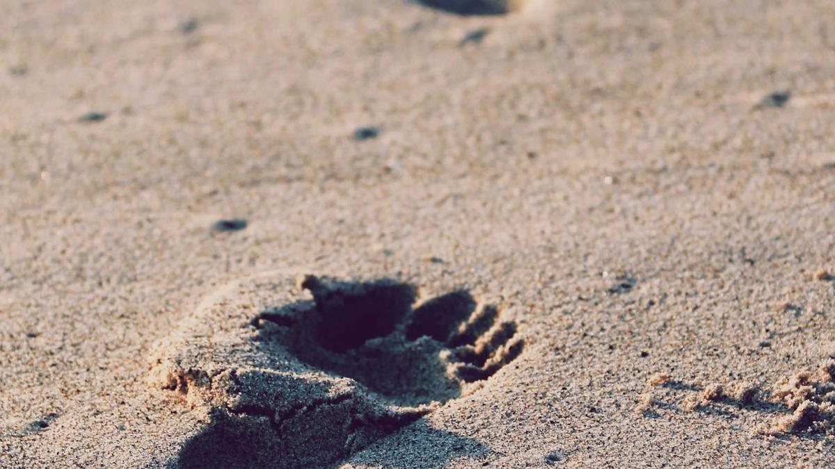 Illustration zu Cosmo Eurovision Song Contest