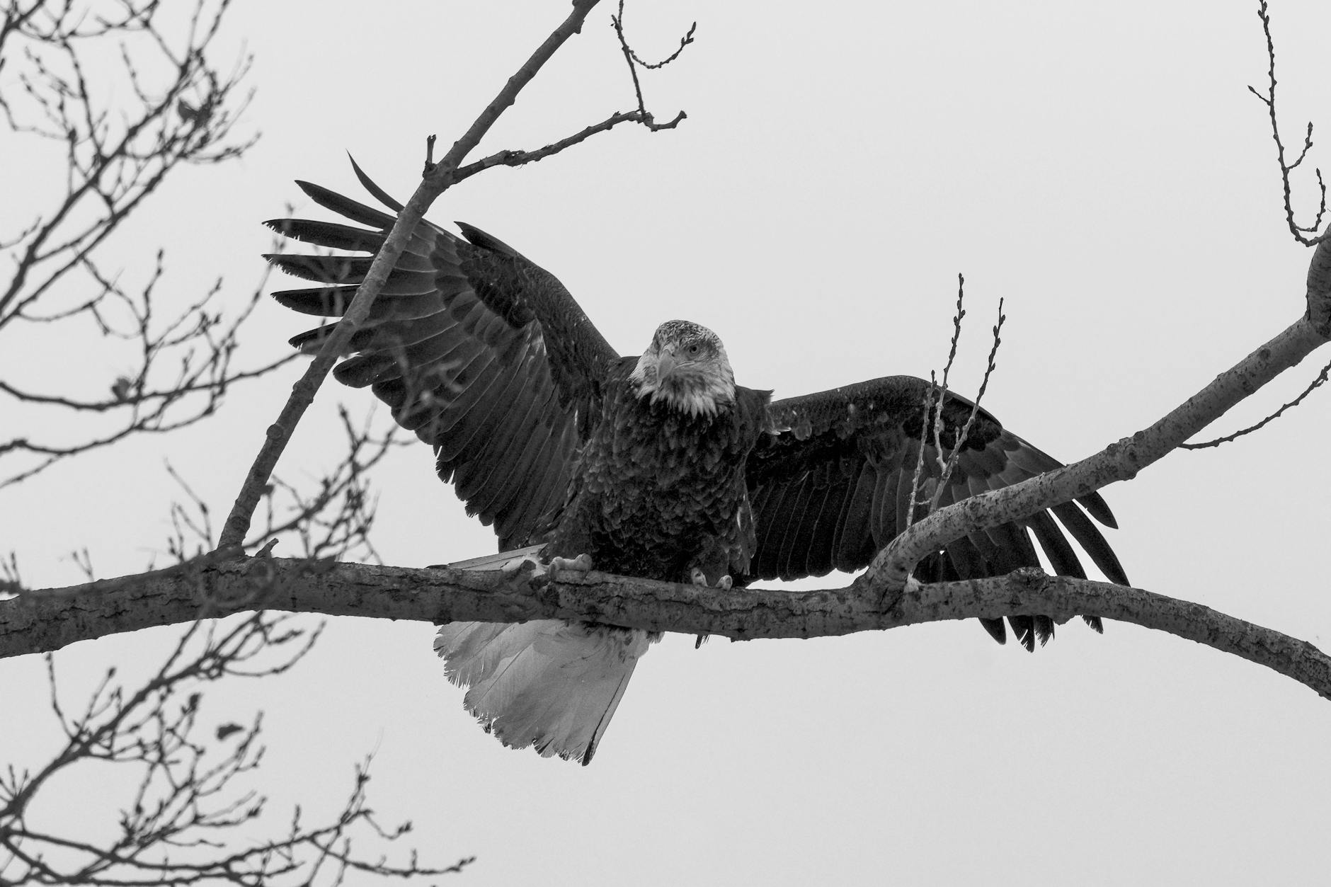 Symbolbild zum Thema Eddie The Eagle
