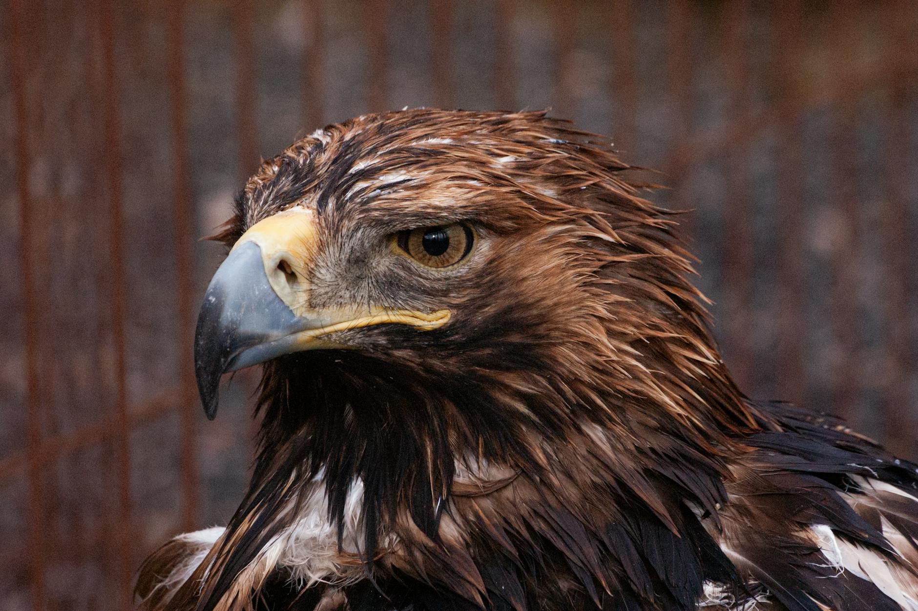 Detailansicht: Eddie The Eagle