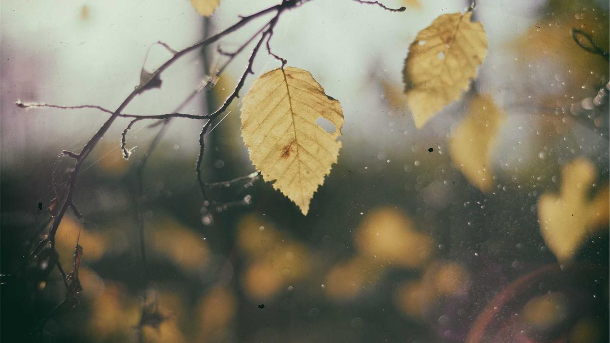 Illustration zu Ehrlich Brothers Wüst