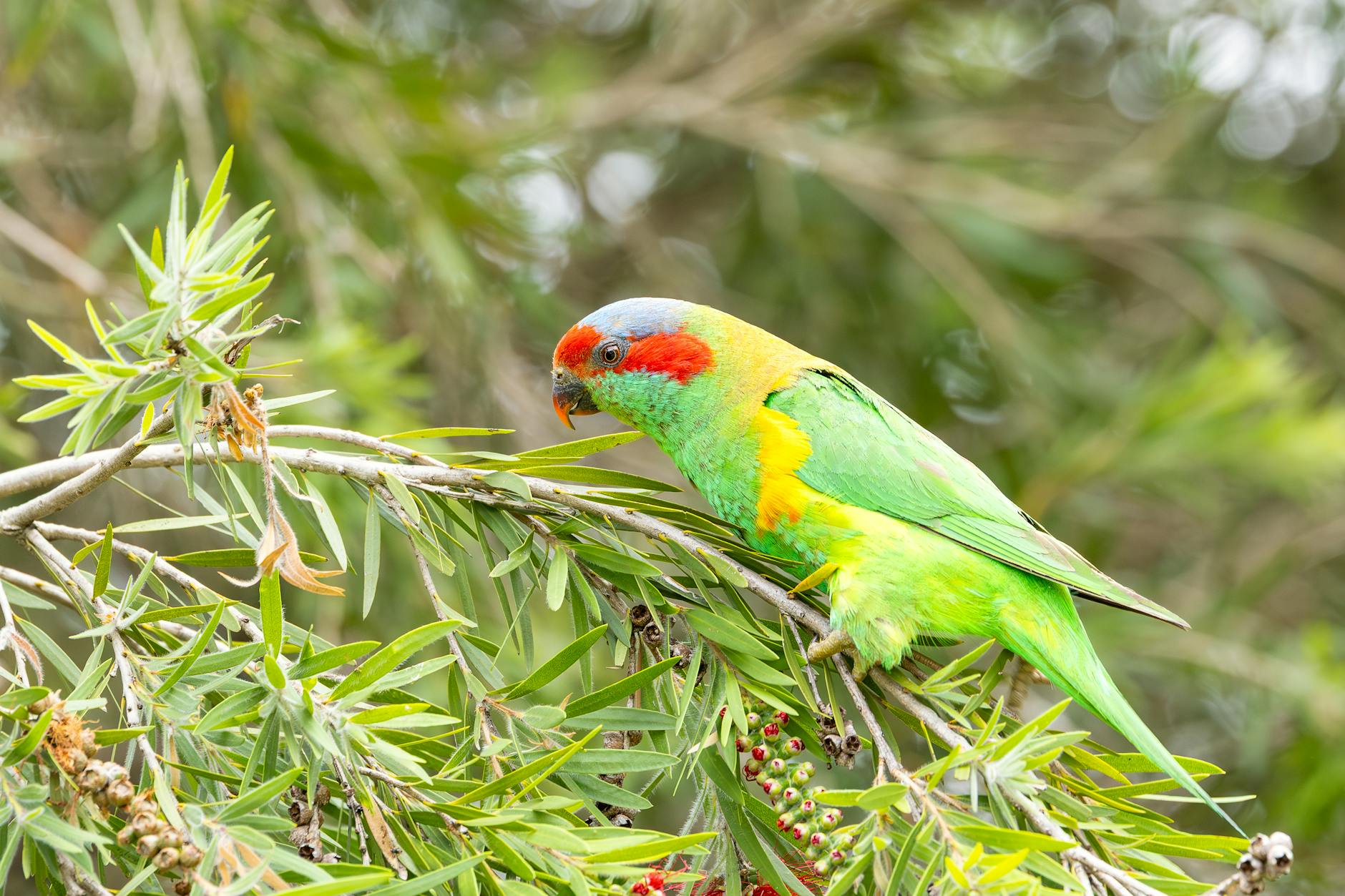 Illustration zu Elon Musk Epstein