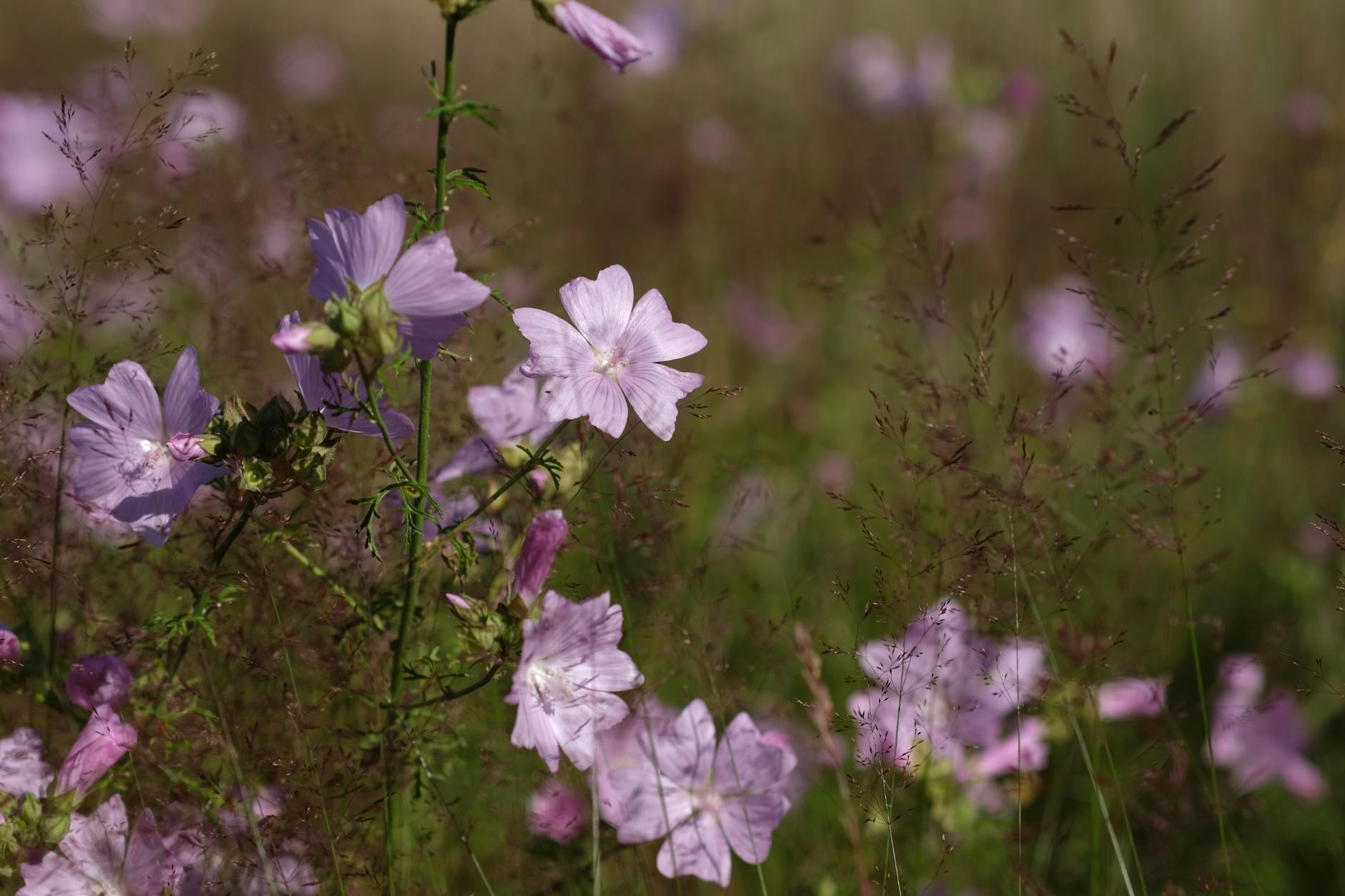 Illustration zu Elon Musk Mondstadt