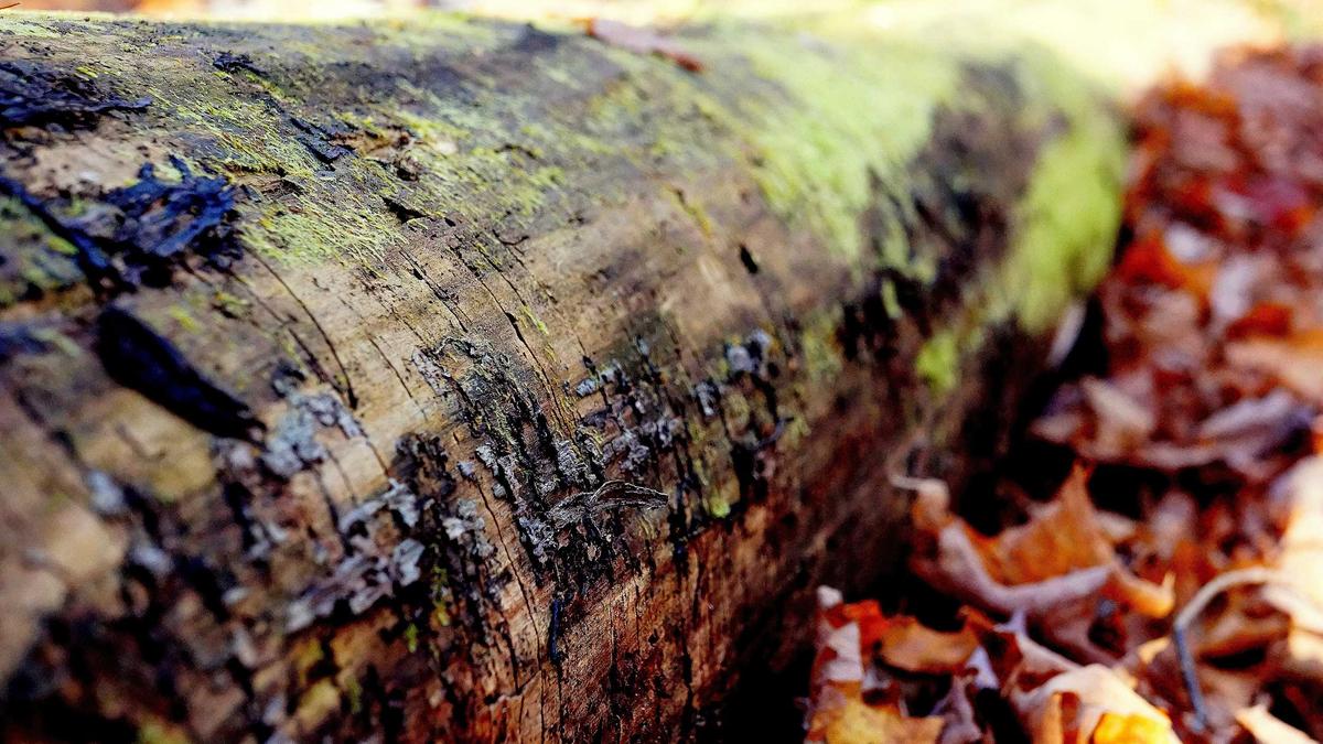 Detailansicht: Gartenarbeit März