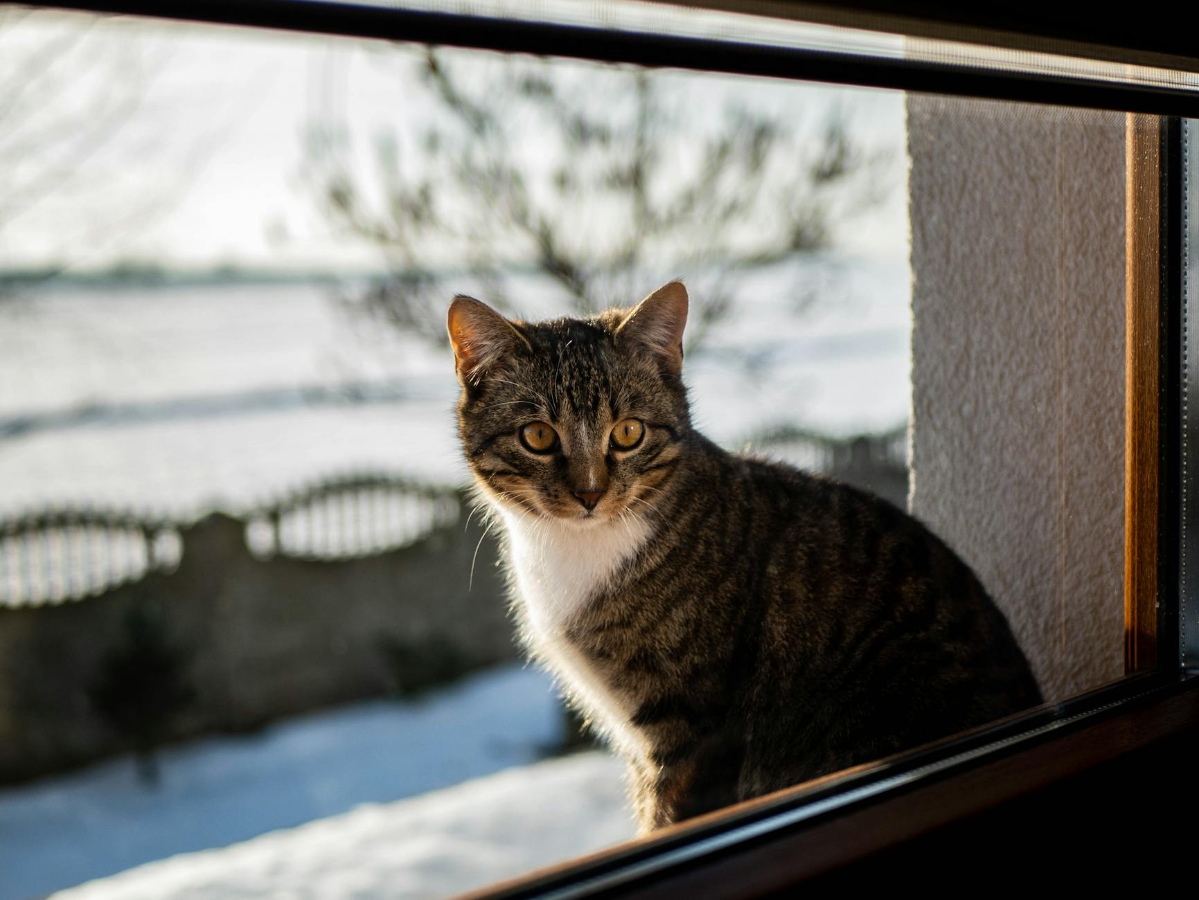 Illustration zu Gil Ofarim Dschungel