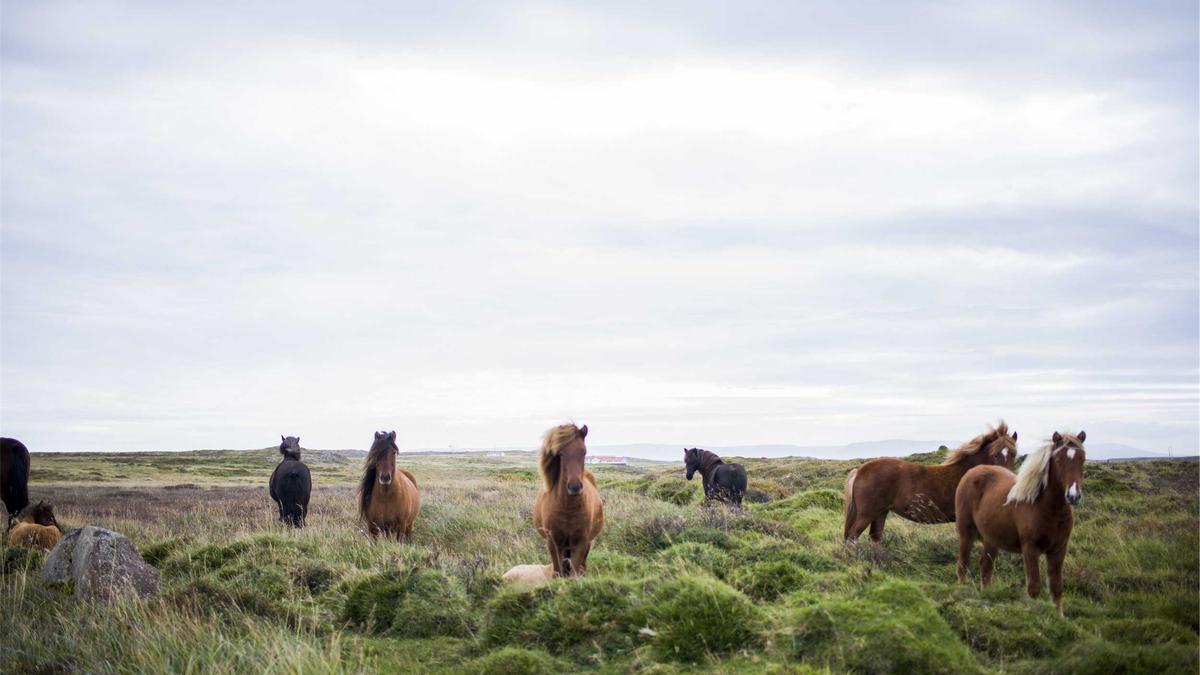 Detailansicht: Greenwashing Kohle