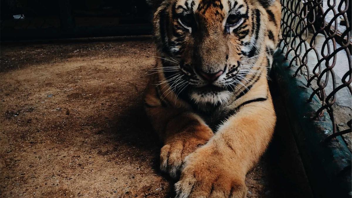 Symbolbild zum Thema Impfgegner USA