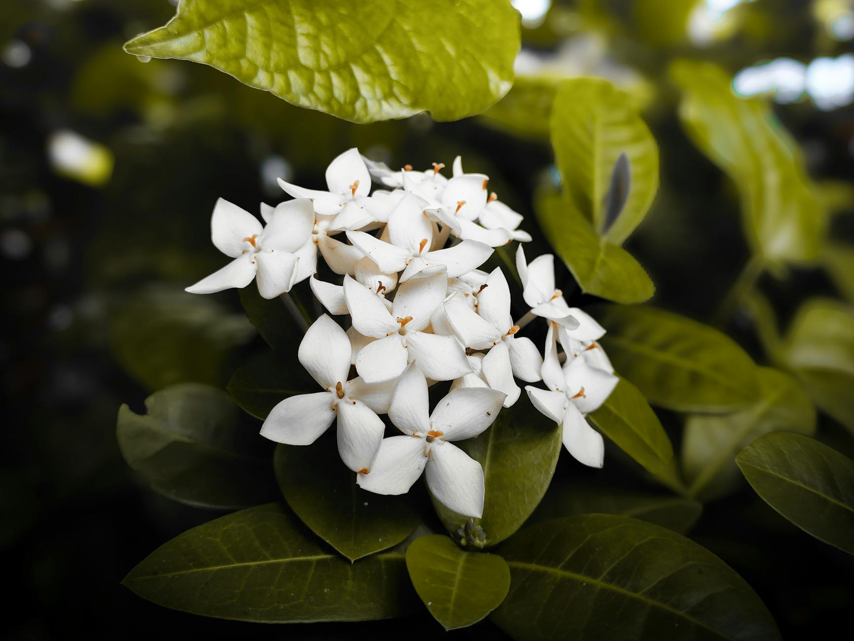 Detailansicht: Jasmin Schmidt Zwillinge