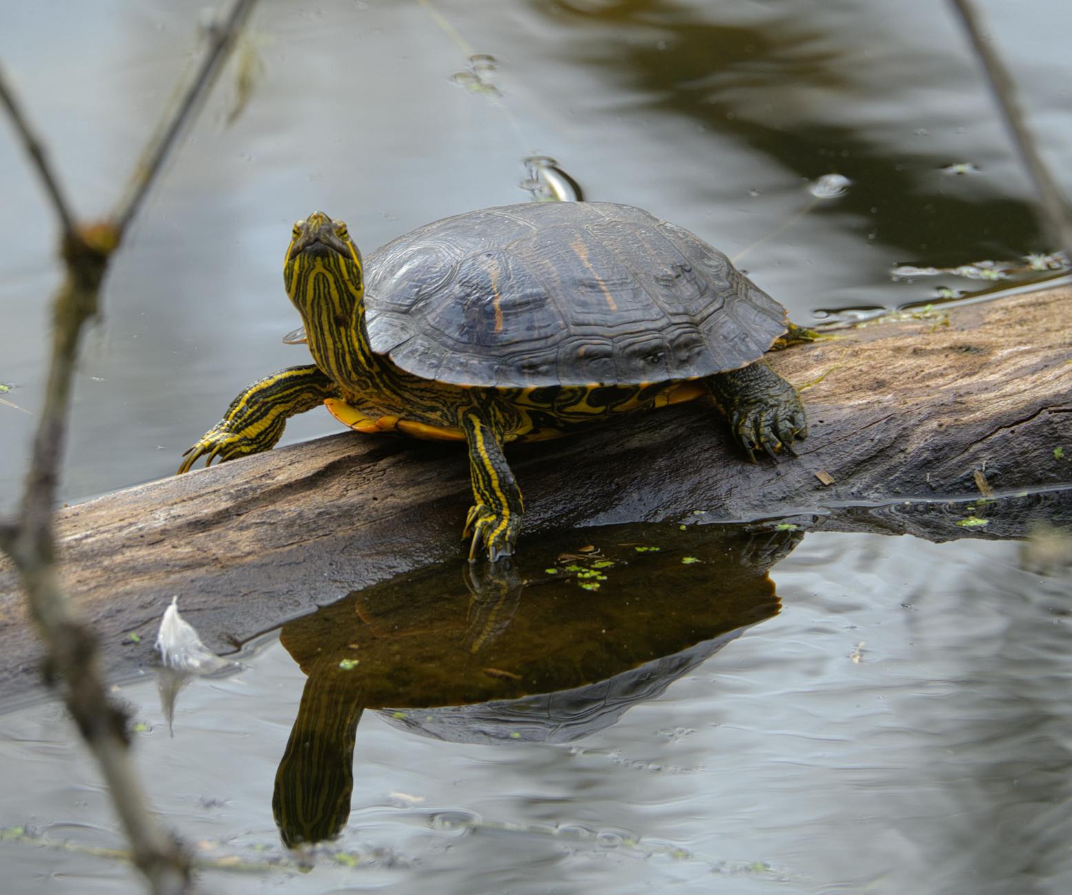 Illustration zu JD Vance Olympia Eröffnungsfeier