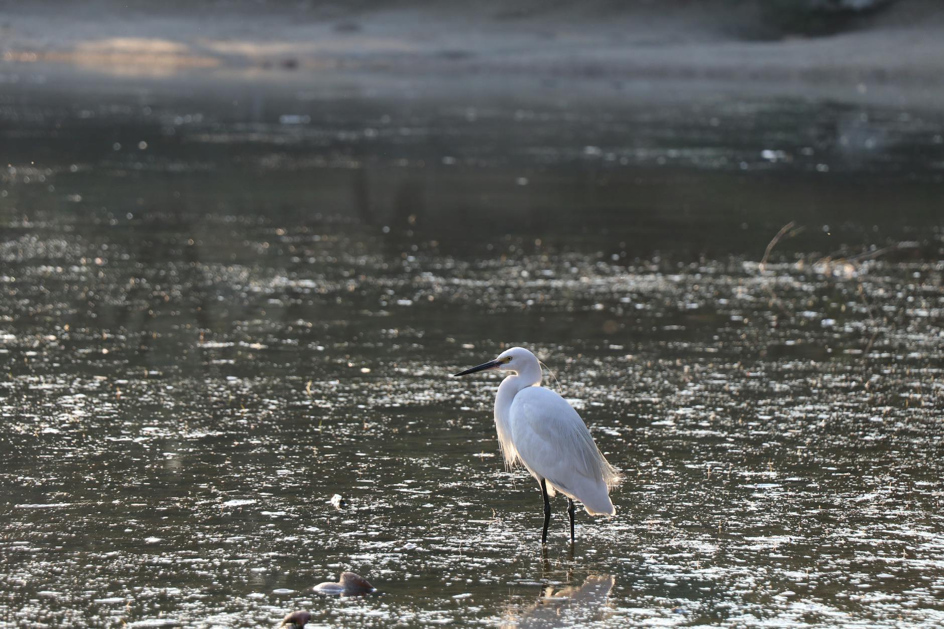 Detailansicht: Jessica Alba