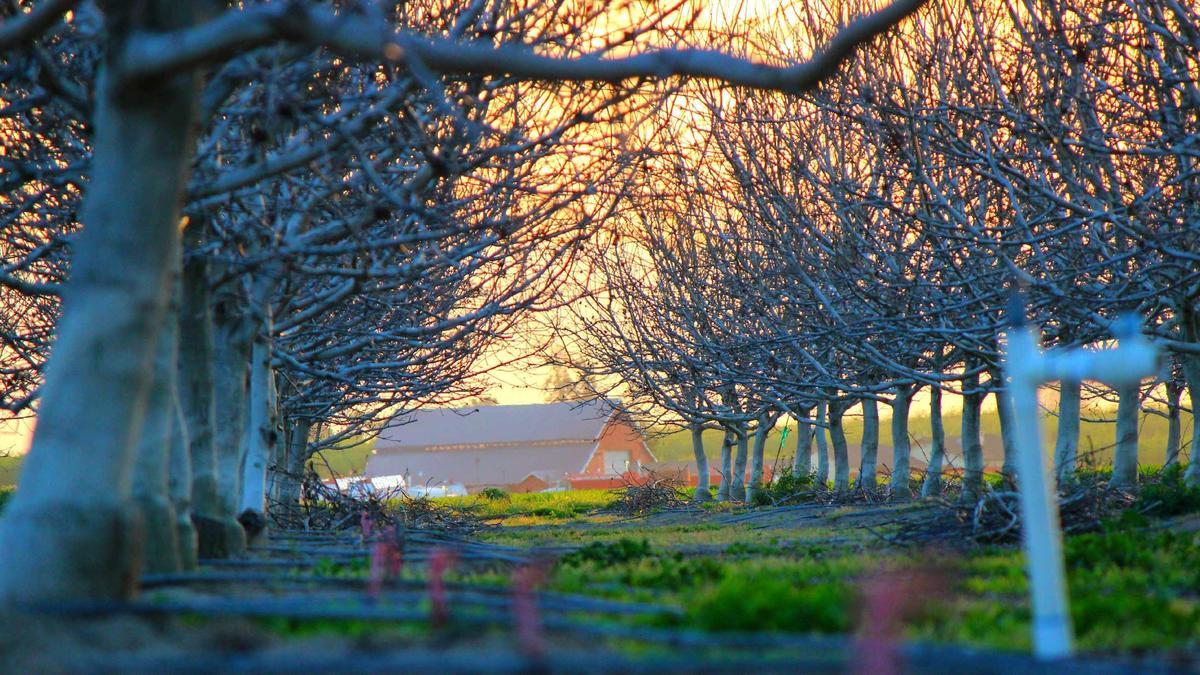 Illustration zu König Harald Krank