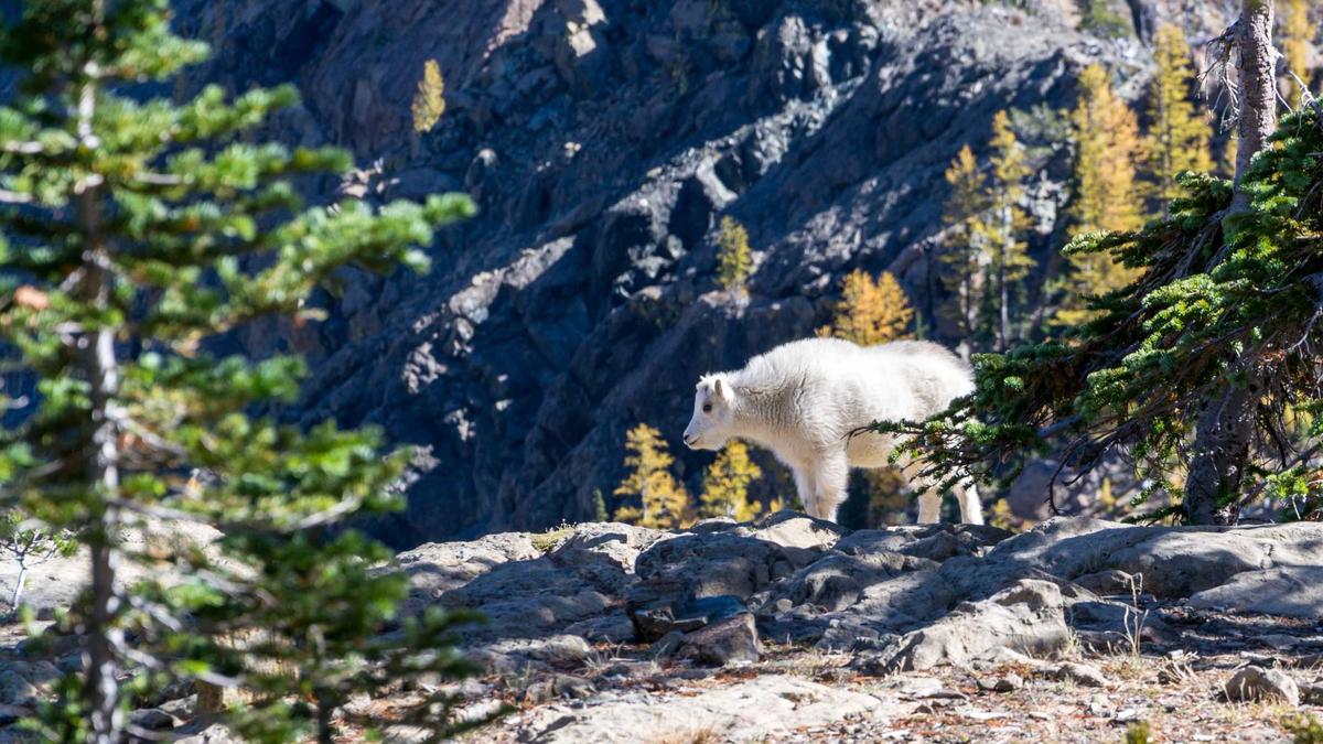 Detailansicht: Konflikte Hundetrainer