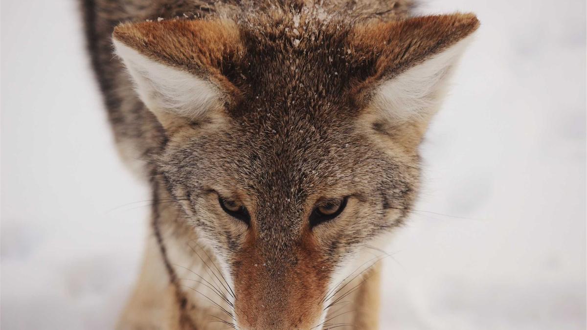 Symbolbild zum Thema Krankenhäuser Israel Krieg