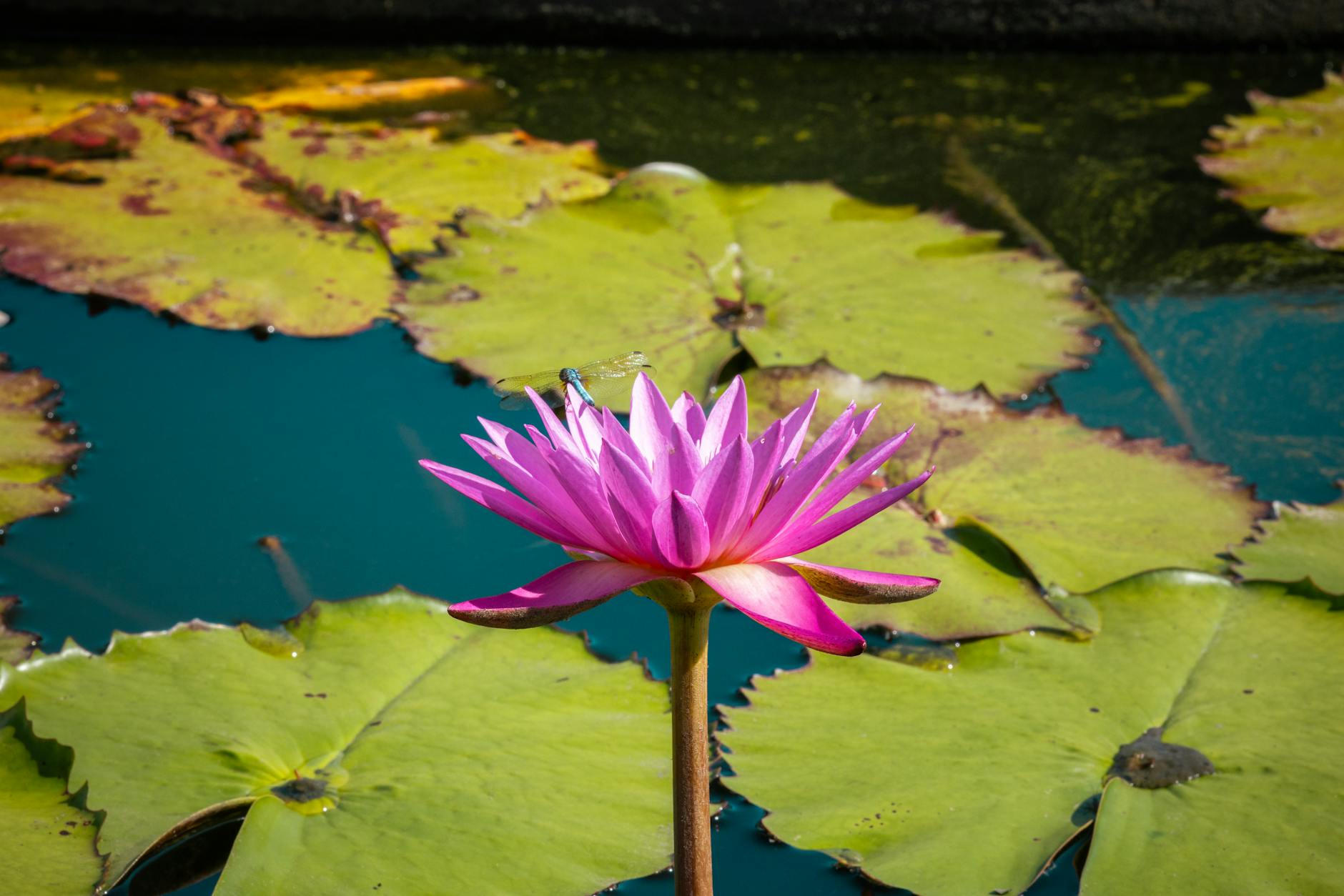 Symbolbild zum Thema Lilly Becker