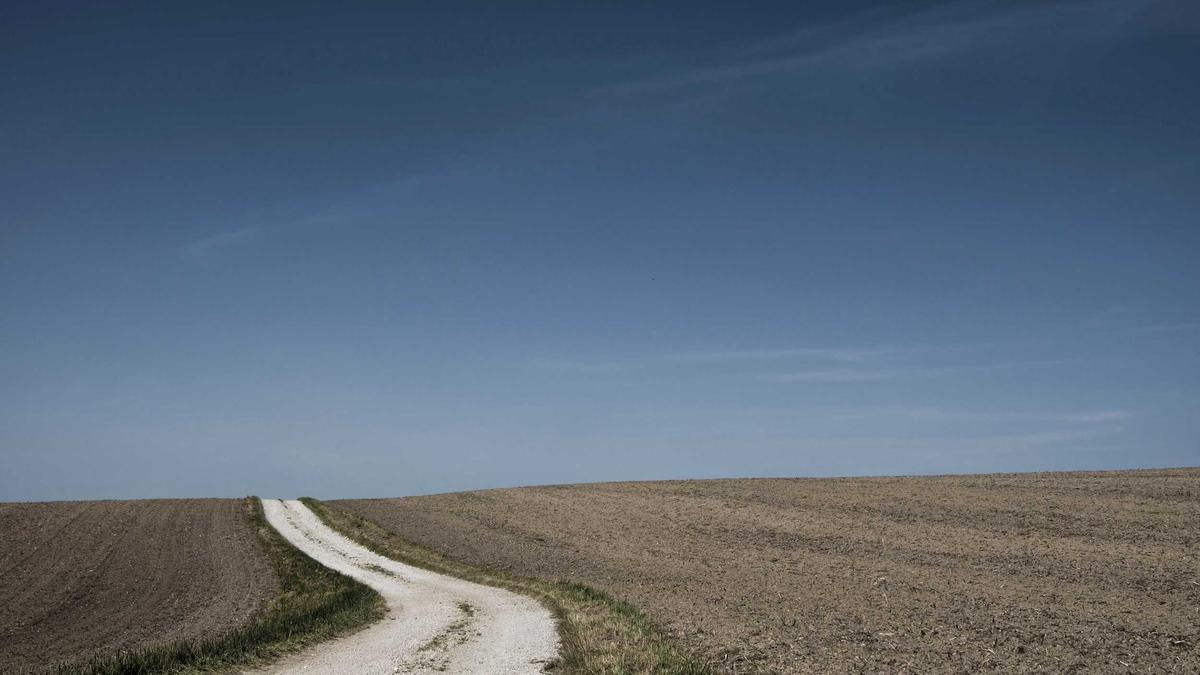 Detailansicht: Mango Schneiden