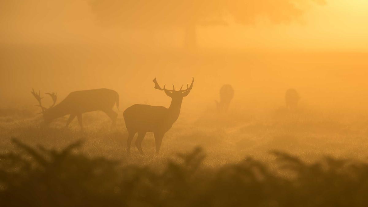 Detailansicht: Maskenmann Brandenburg