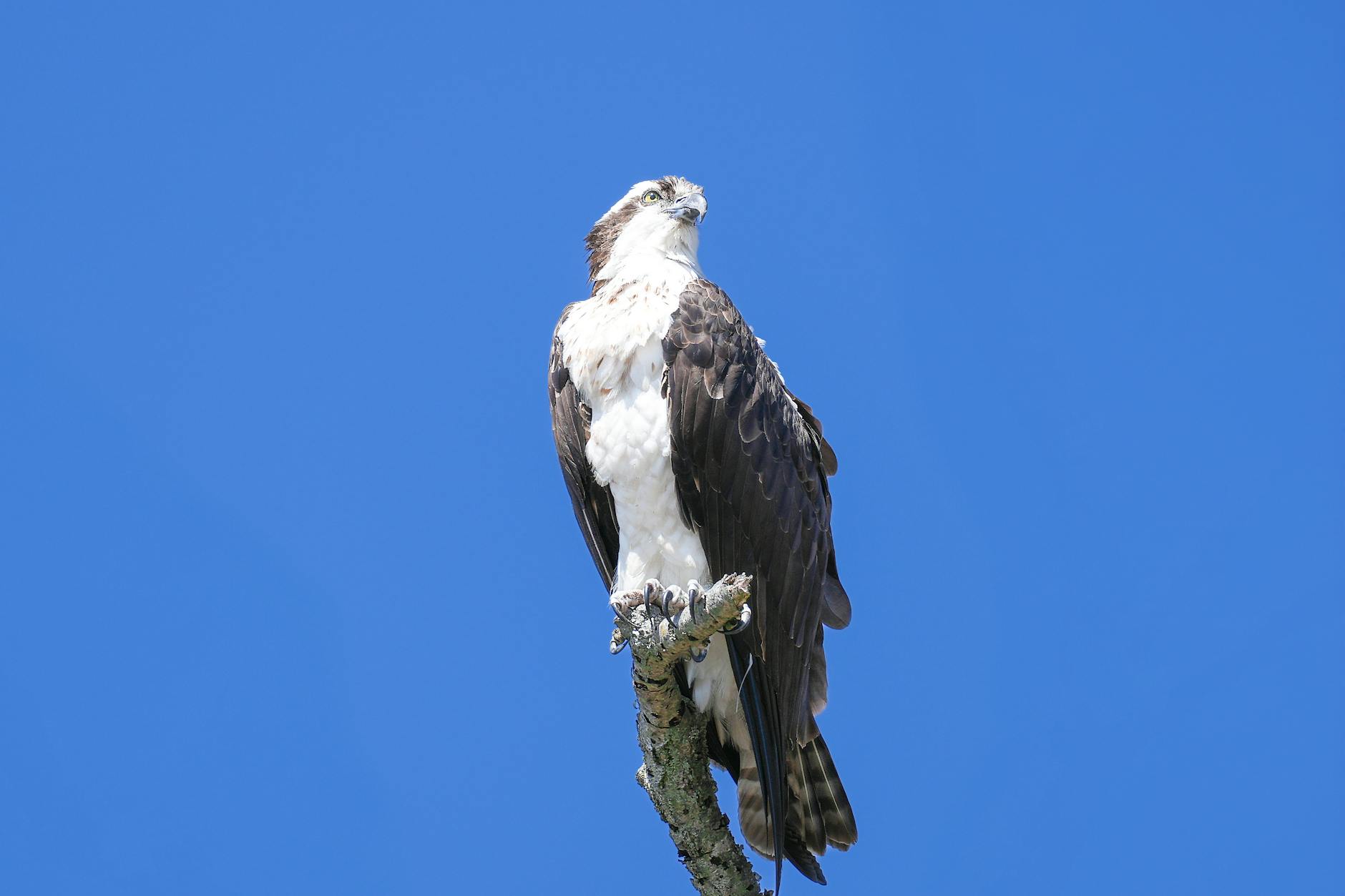 Detailansicht: Nawalny Tod