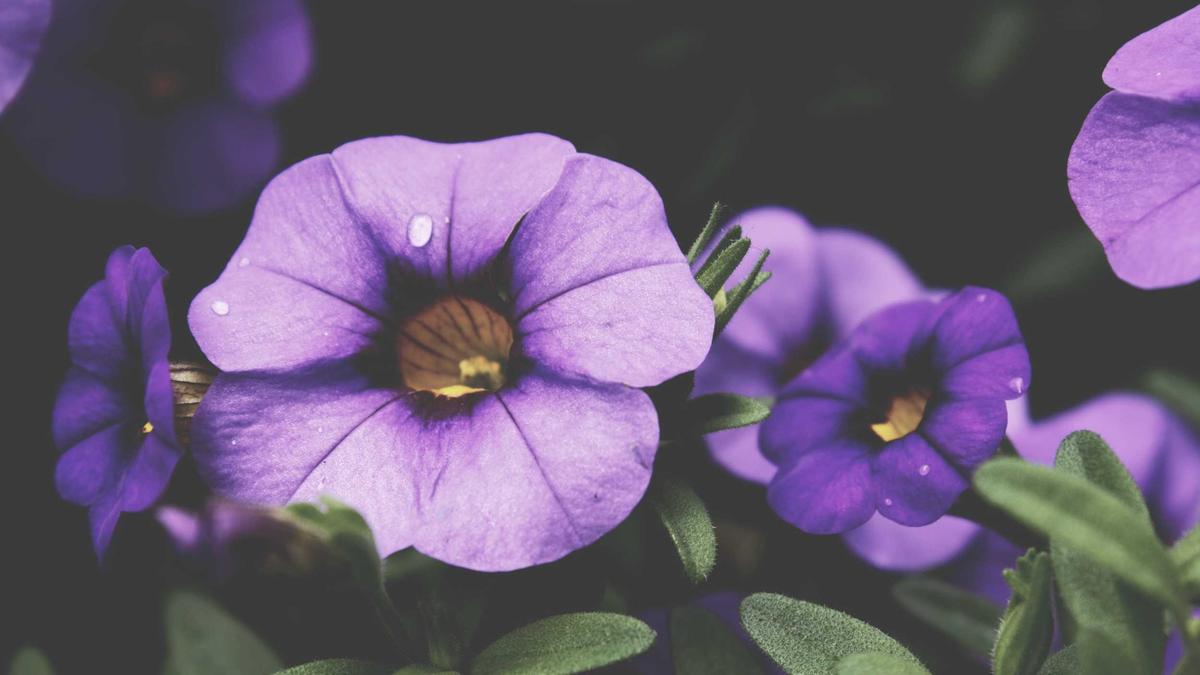 Detailansicht: Rosenrost Bekämpfen