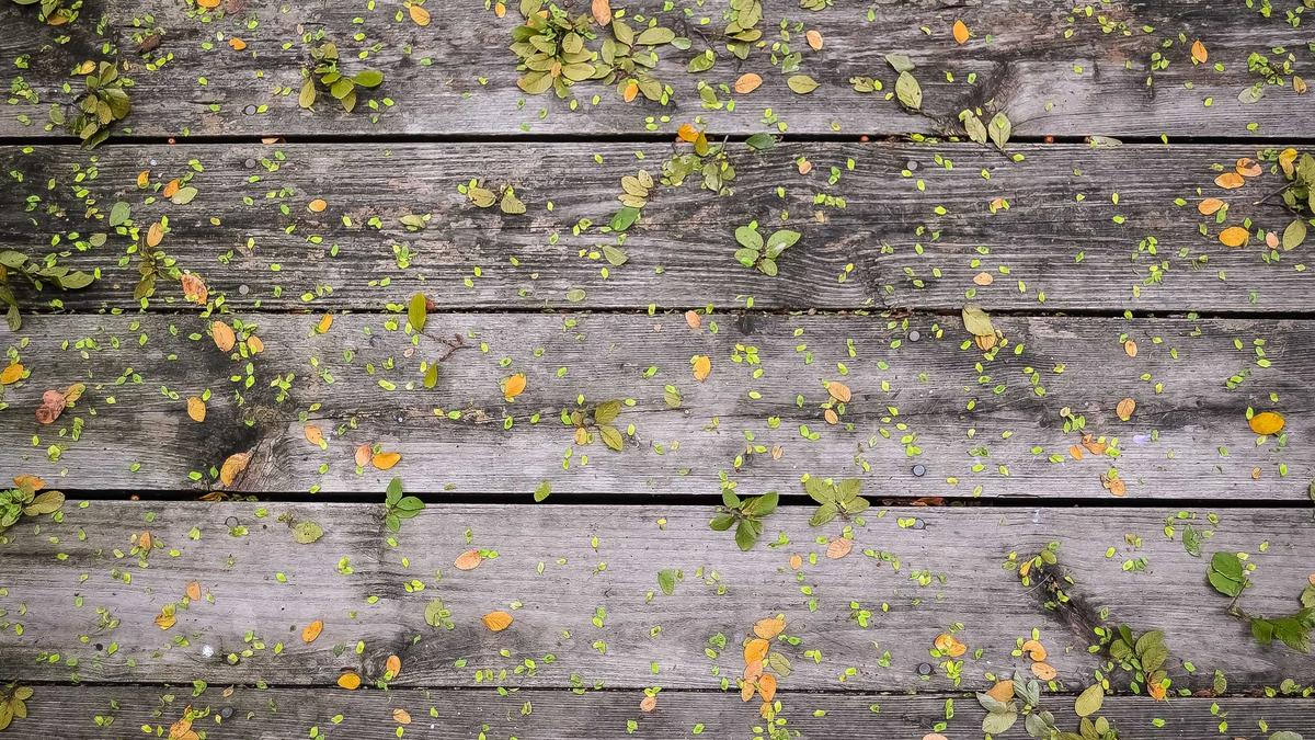 Detailansicht: Samra