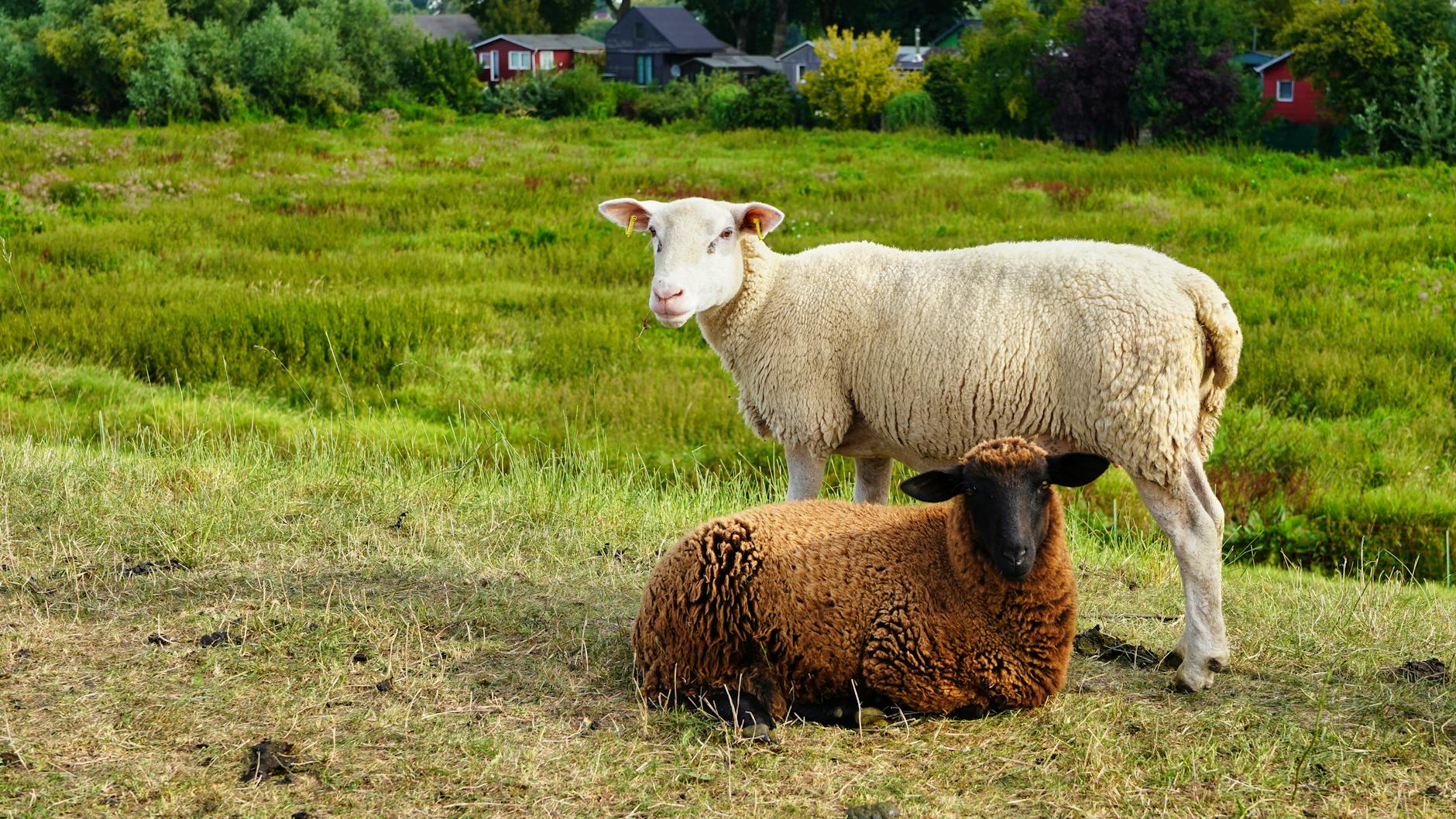 Illustration zu Schafe Rutschen