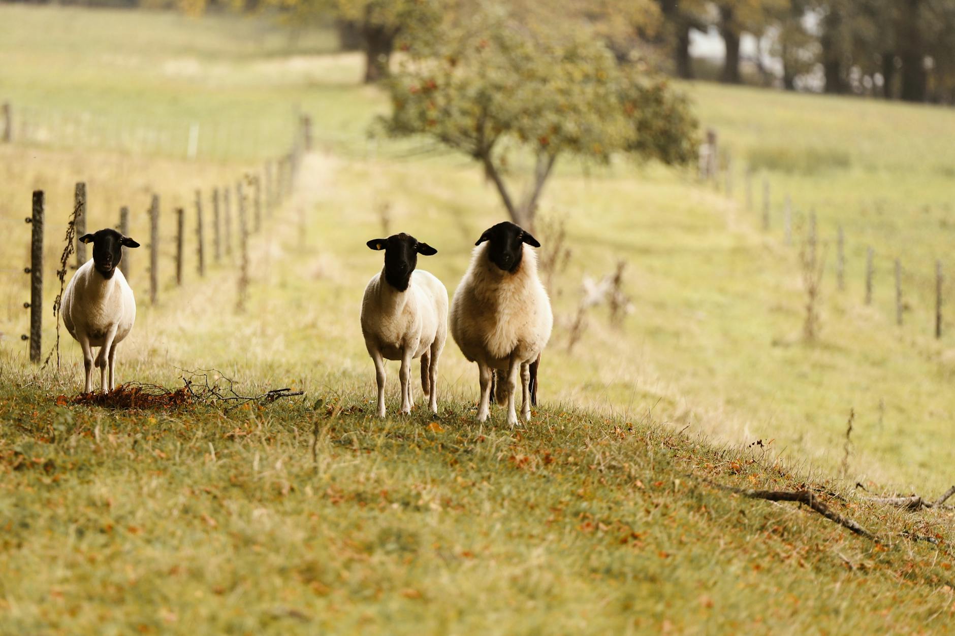 Detailansicht: Schafe Rutschen