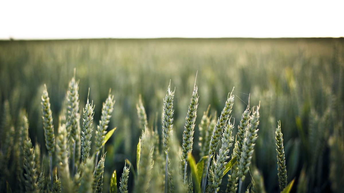 Detailansicht: Schularick Rente