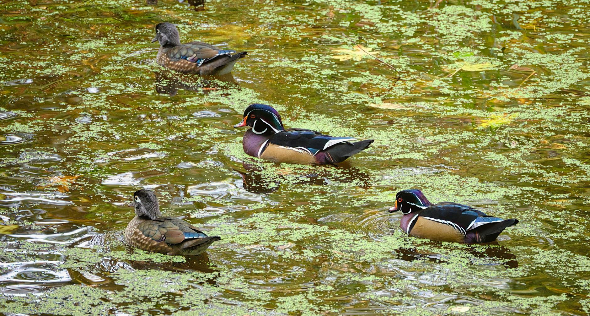 Detailansicht: Skeleton Damen Olympia