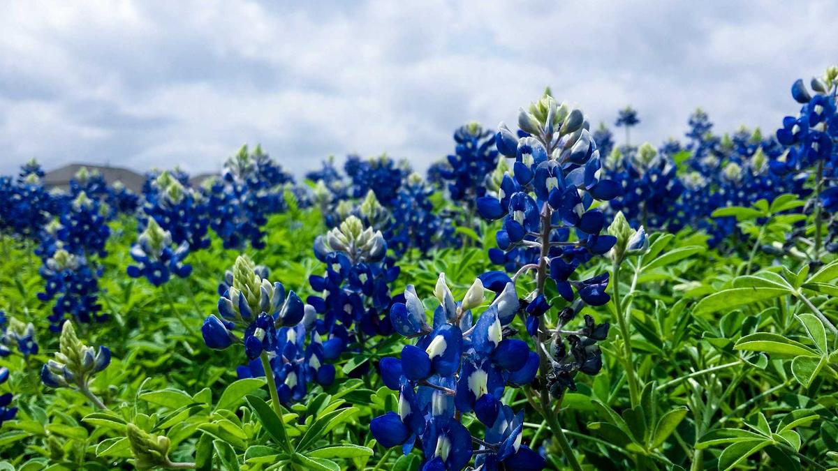 Detailansicht: Tote Skifahrer Lawine