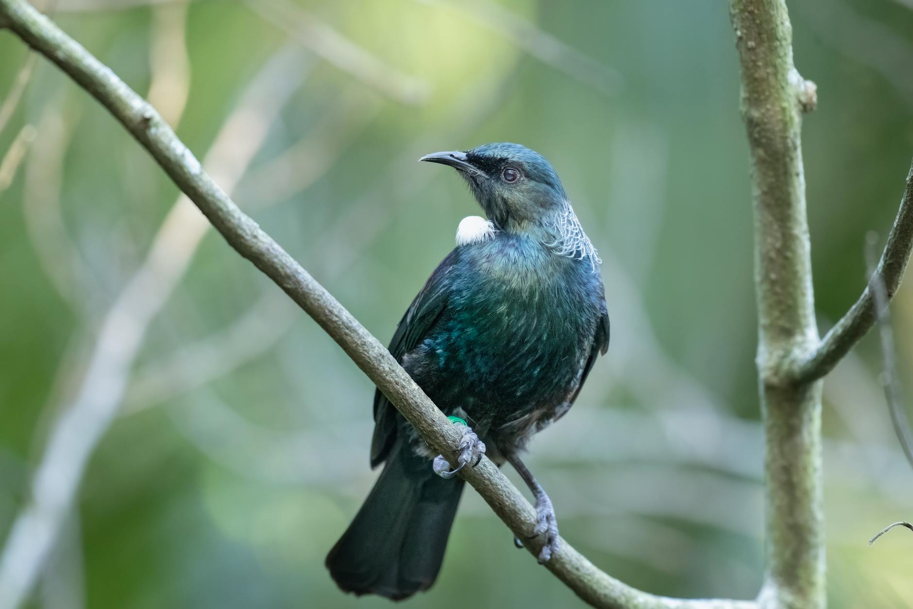 Illustration zu Tui Sammelklage