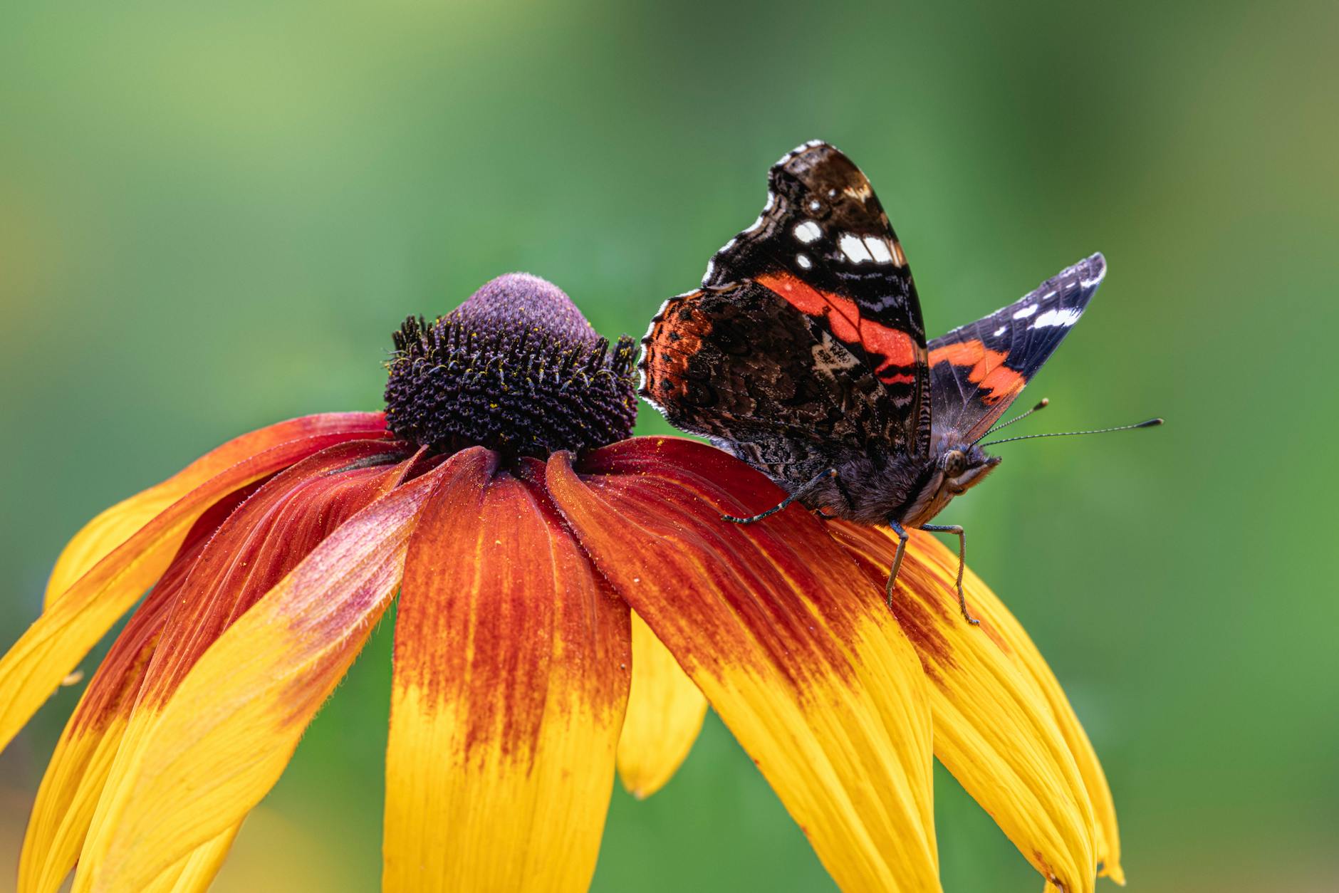 Detailansicht: Vanessa Borck