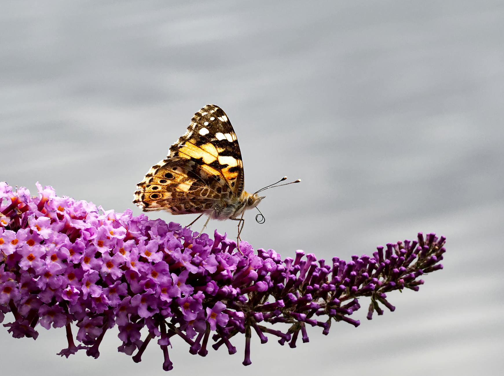 Illustration zu Vanessa Voigt