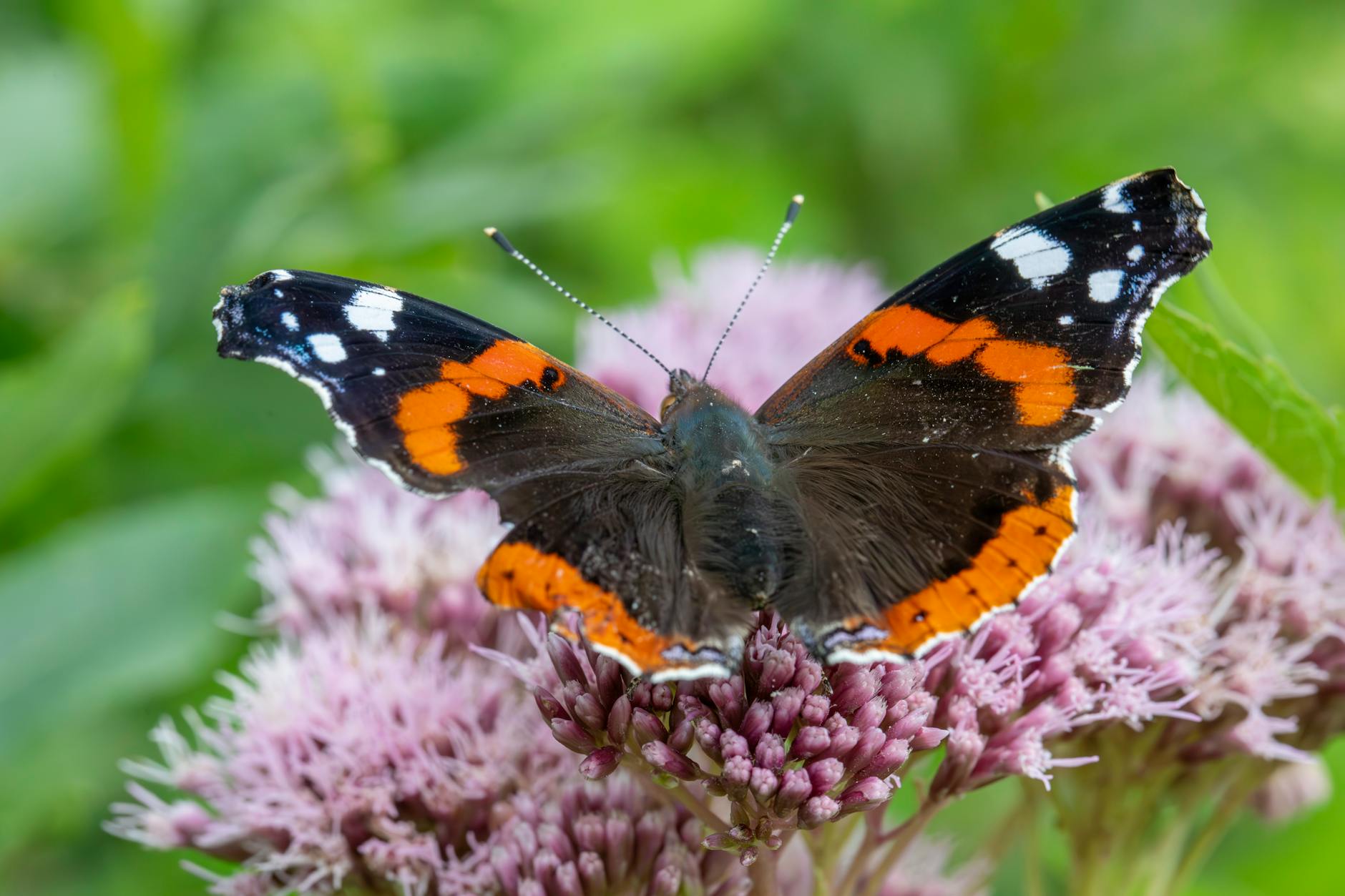 Detailansicht: Vanessa Voigt
