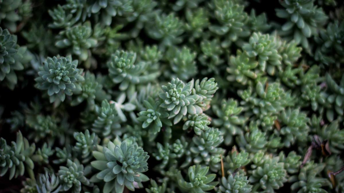 Illustration zu Wagenknecht Partei Filz