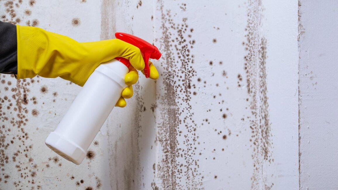 Hausmittel & Co.: Stockflecken entfernen: Mit diesen Methoden klappt es am besten