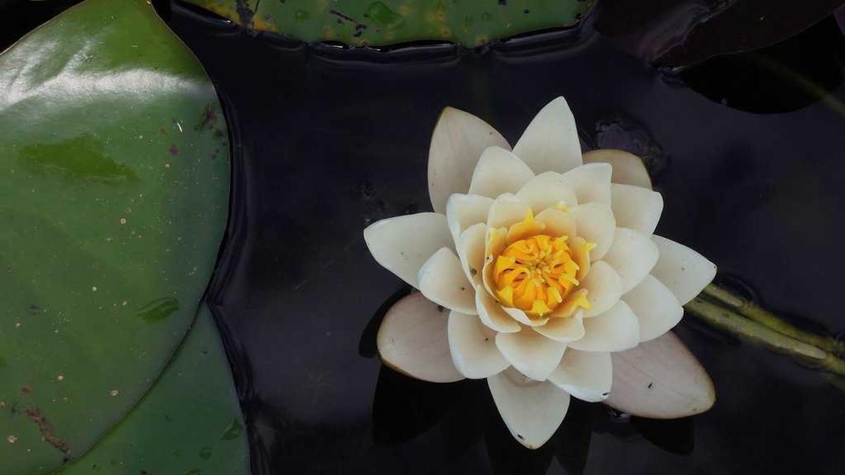 Detailansicht: Amazon Smartphone