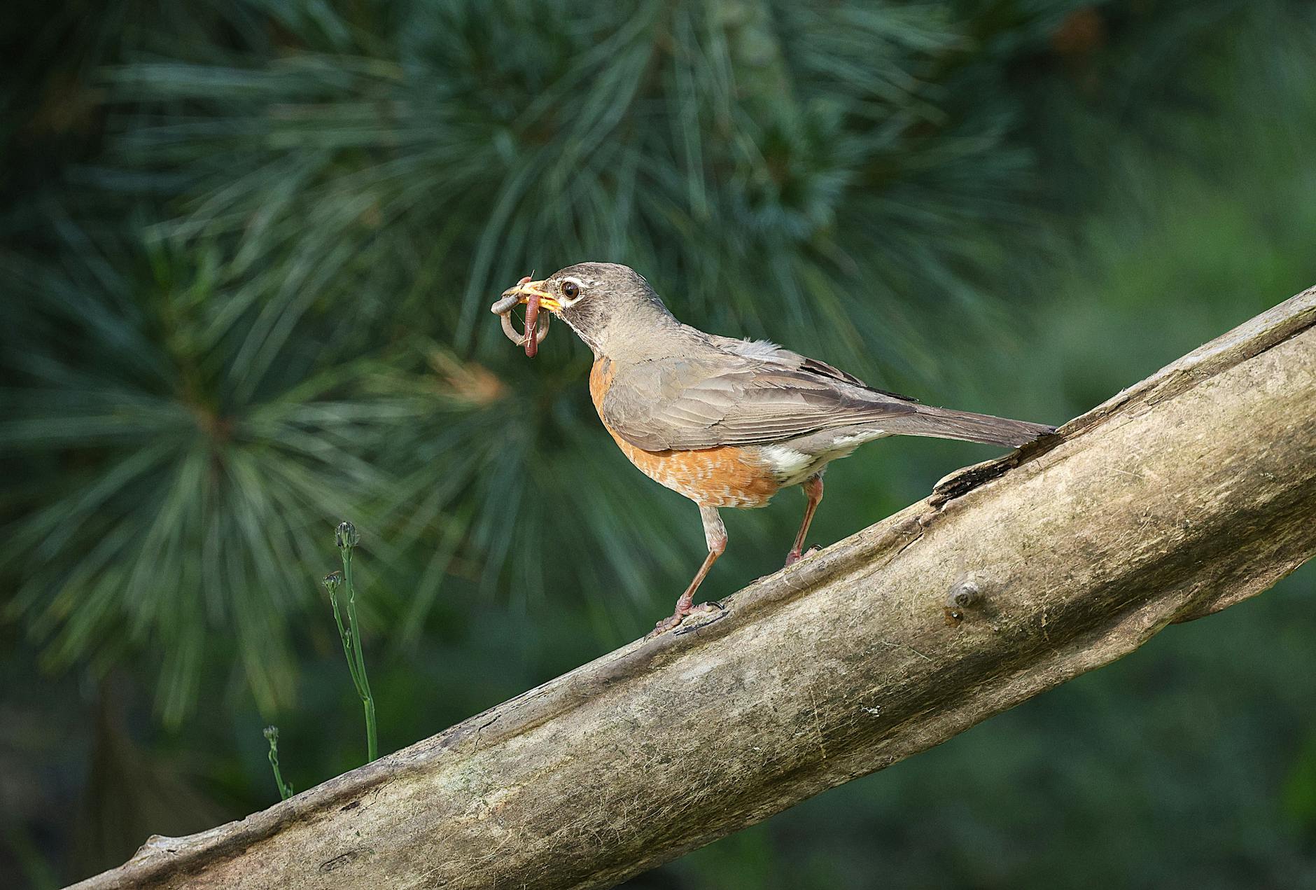 Detailansicht: Banksy Identität Robin Gunningham